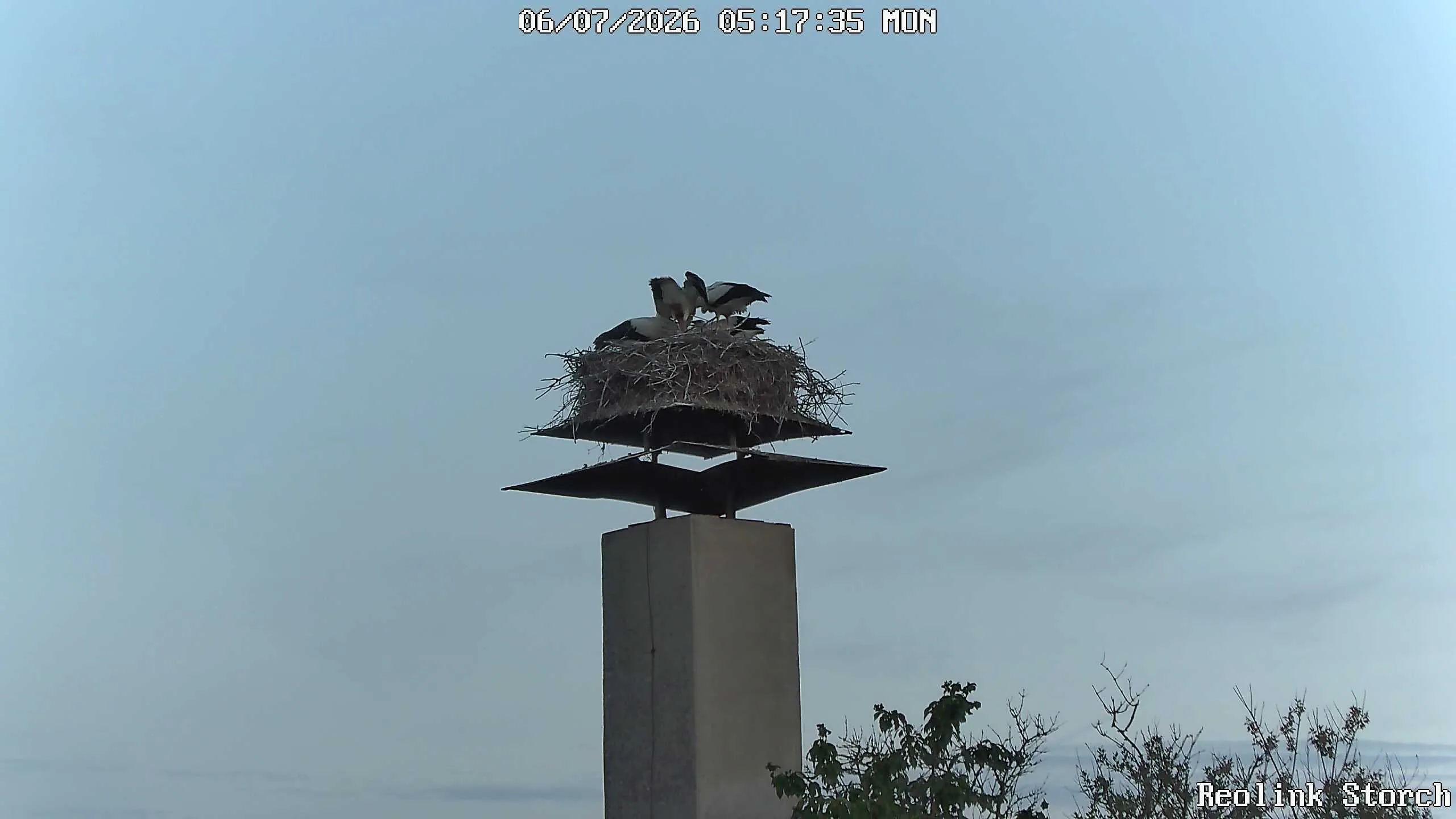 Storchencam Bild