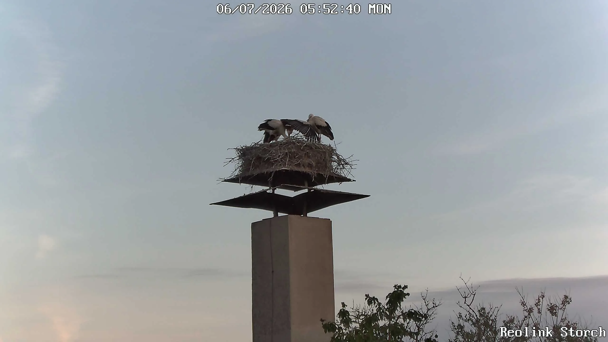 Storchencam Bild