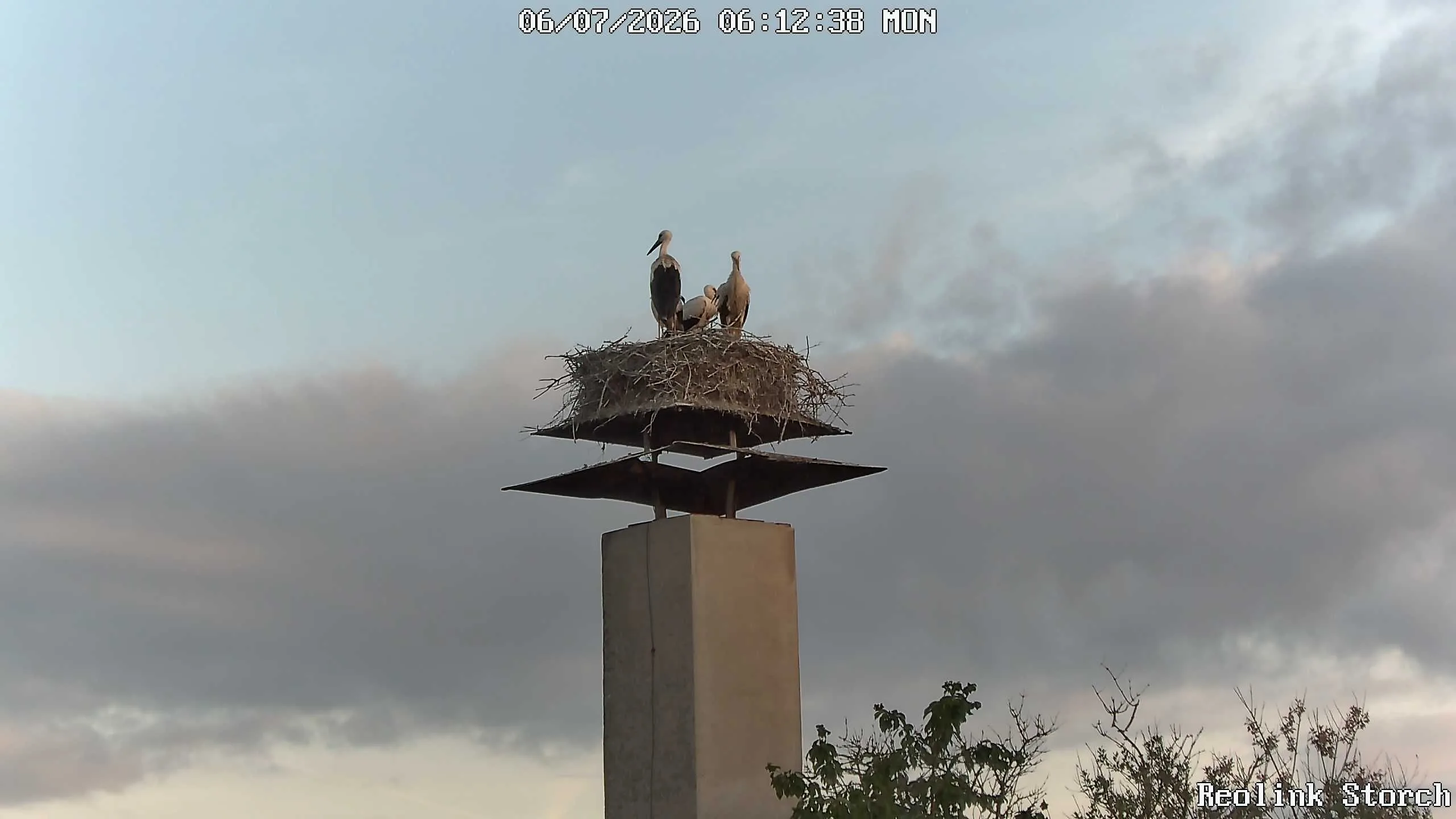 Storchencam Bild