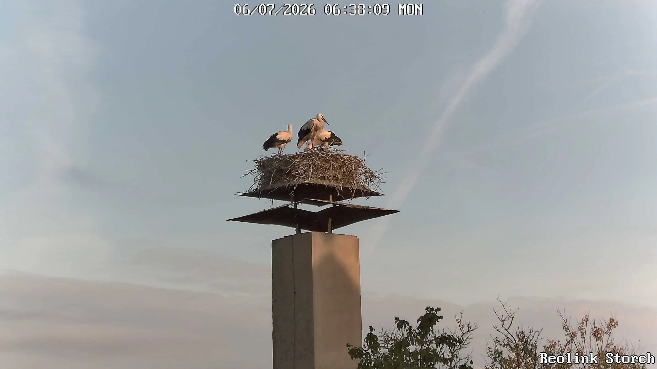 Storchencam Bild