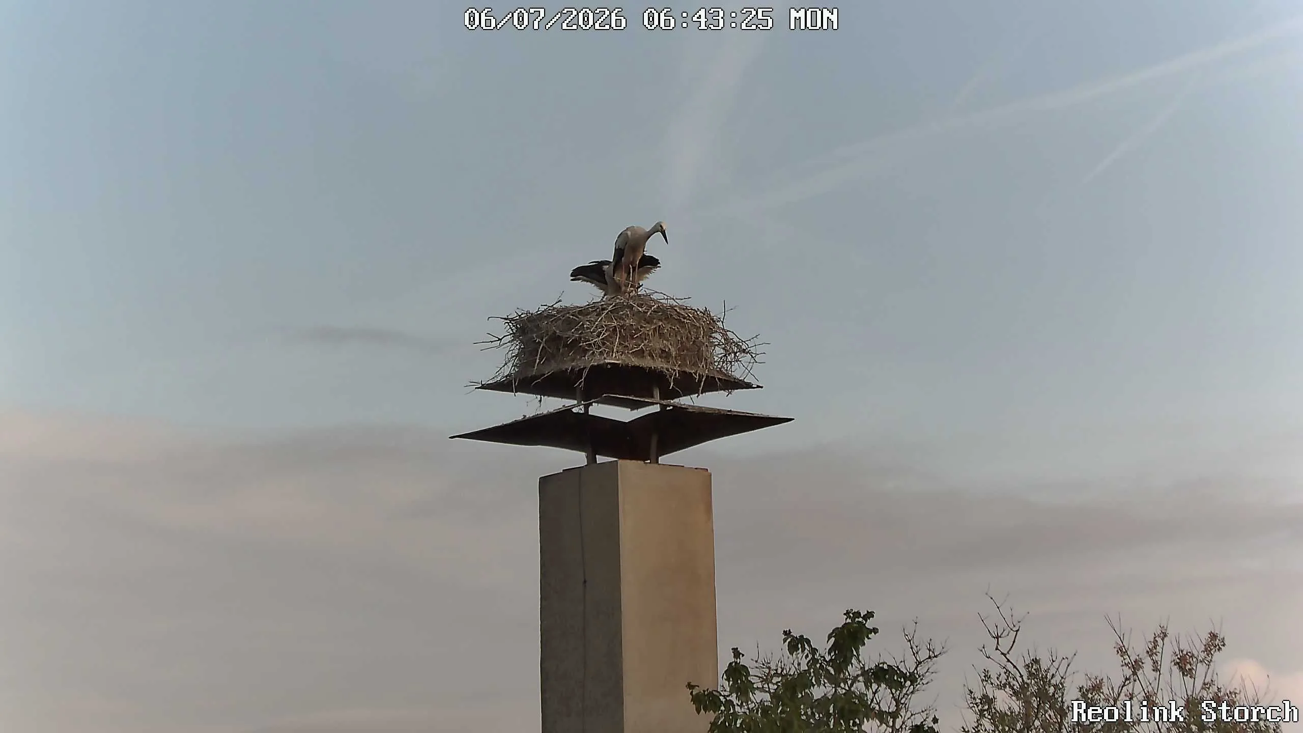 Storchencam Bild