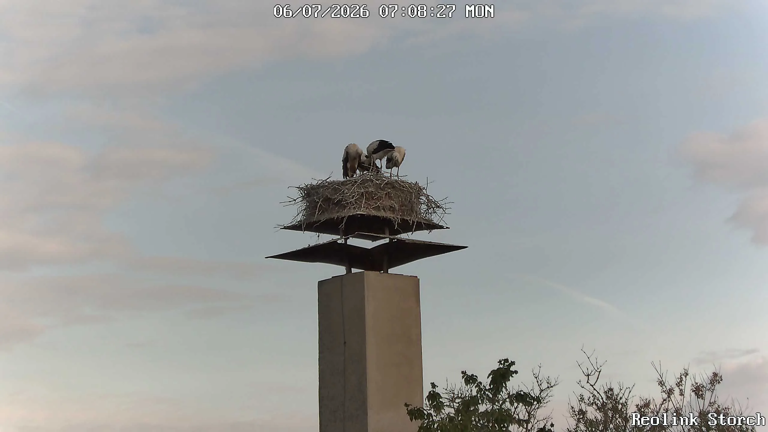 Storchencam Bild