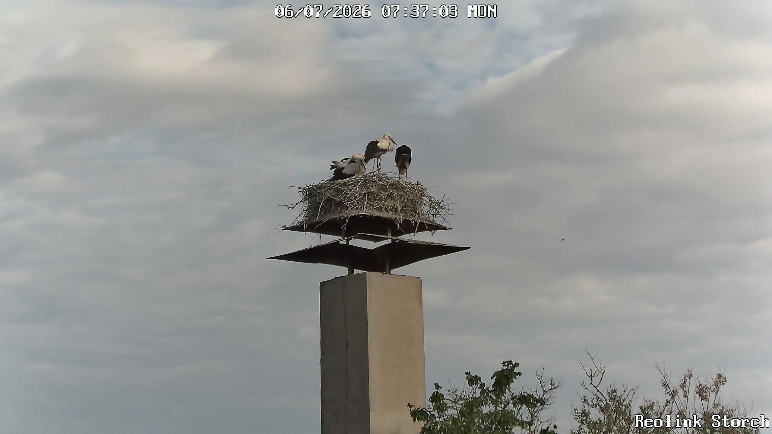 Storchencam Bild