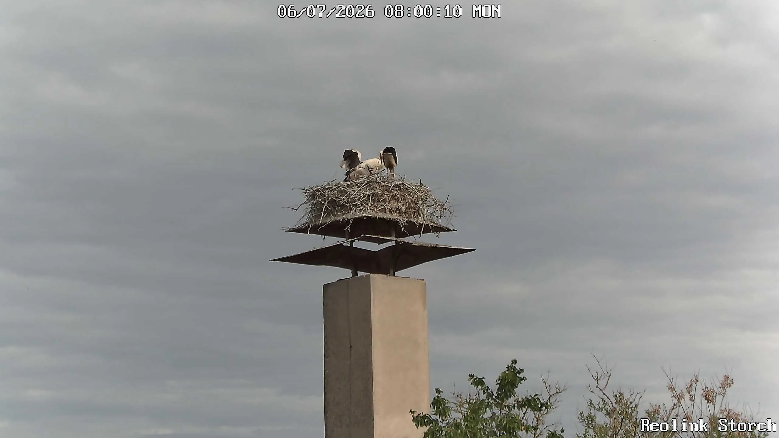 Storchencam Bild