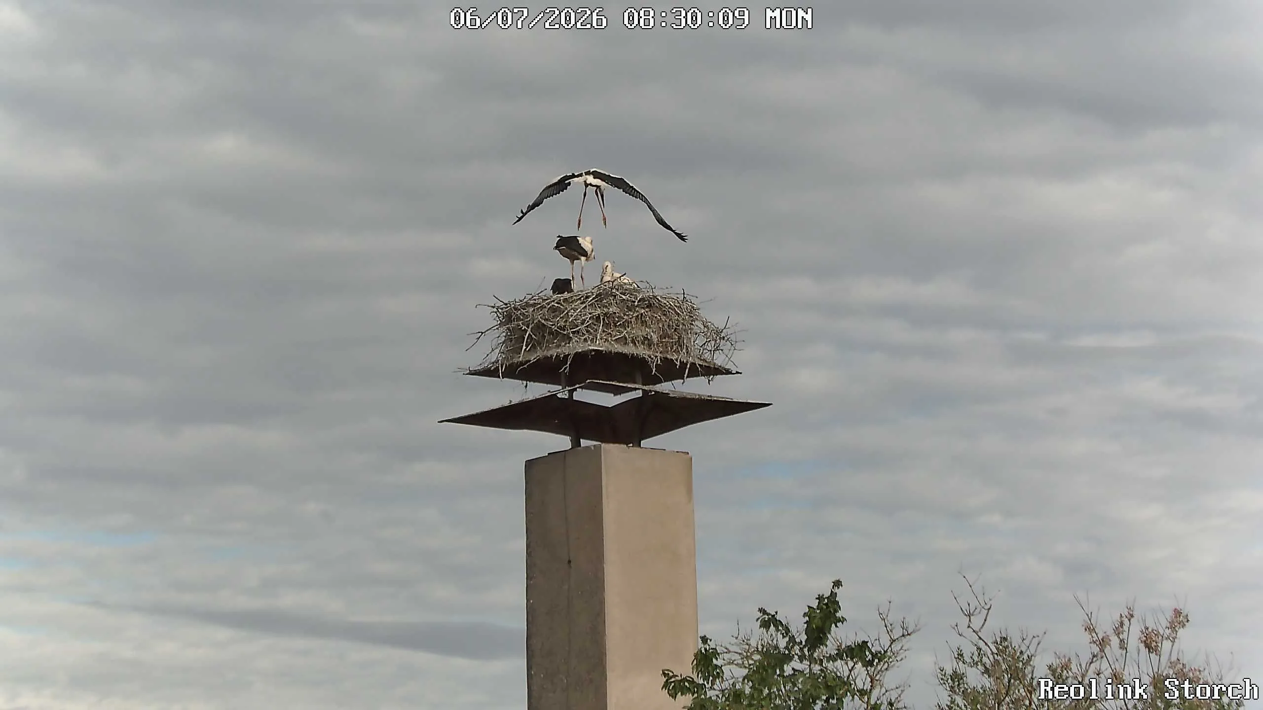Storchencam Bild