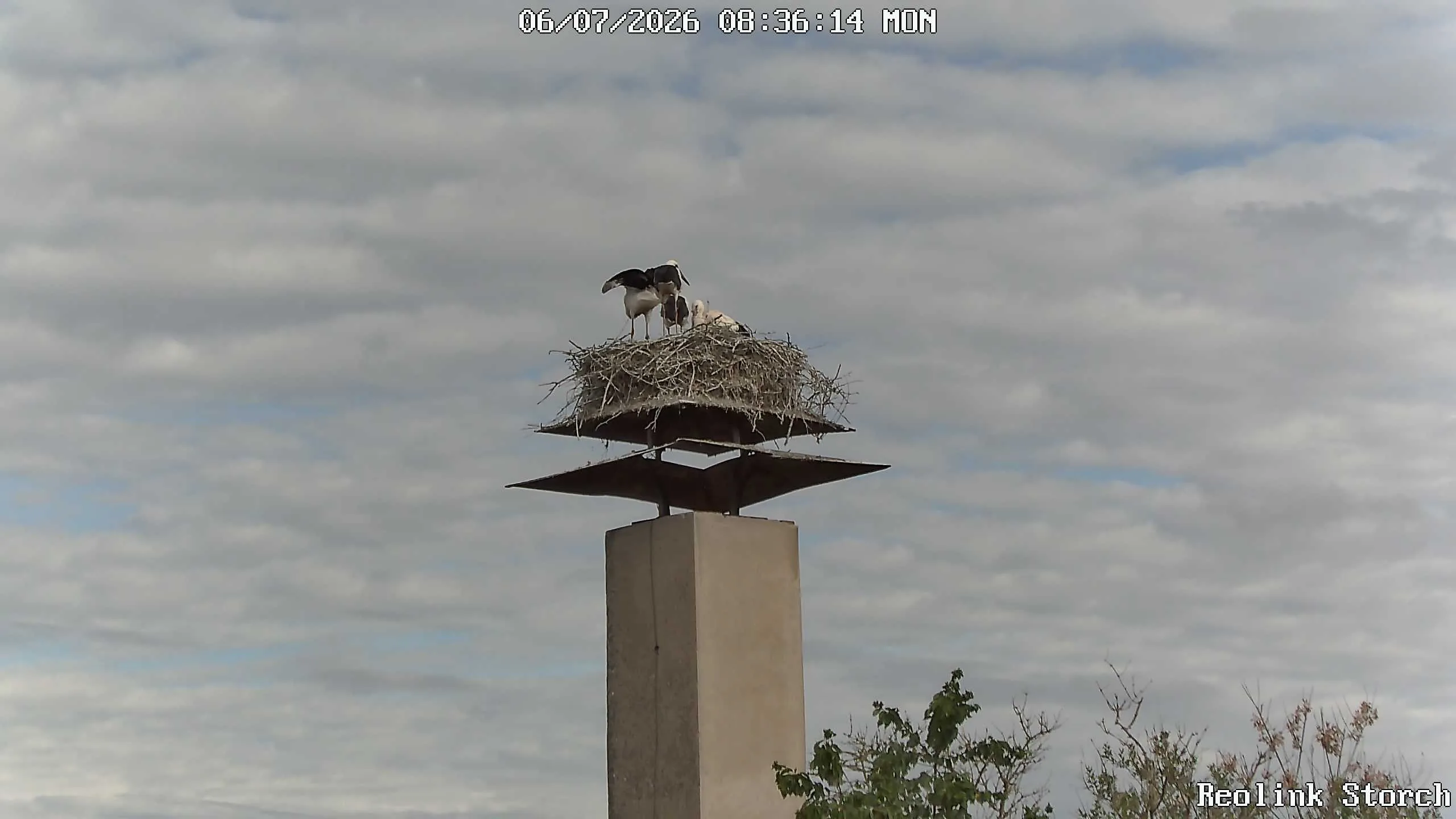 Storchencam Bild