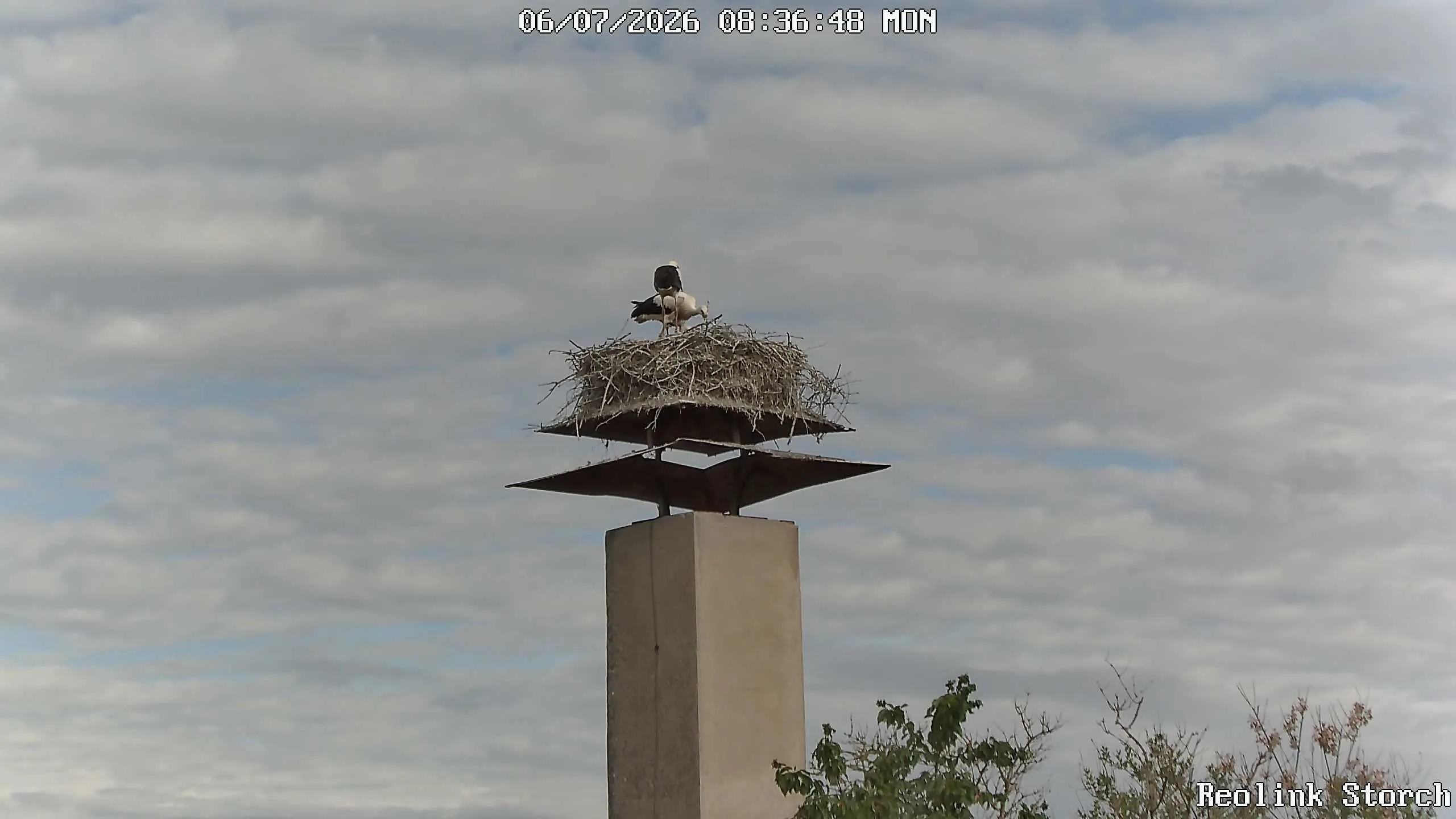 Storchencam Bild