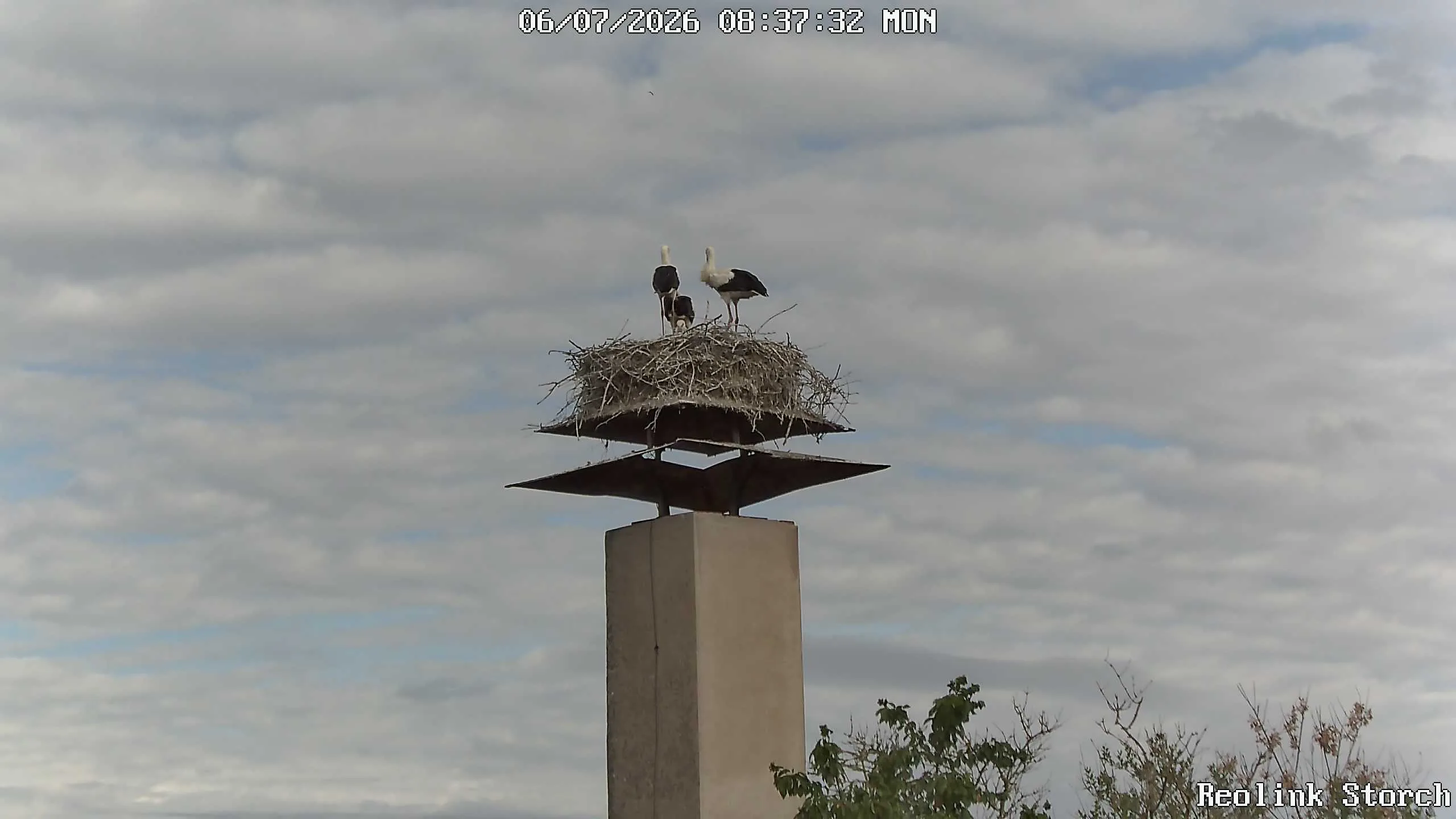 Storchencam Bild