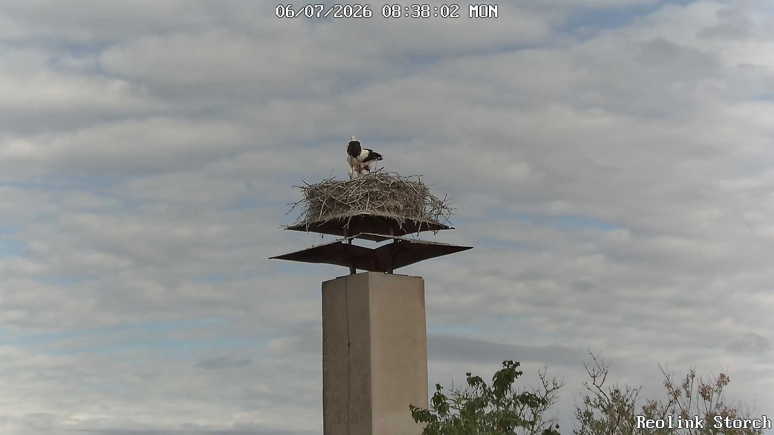 Storchencam Bild