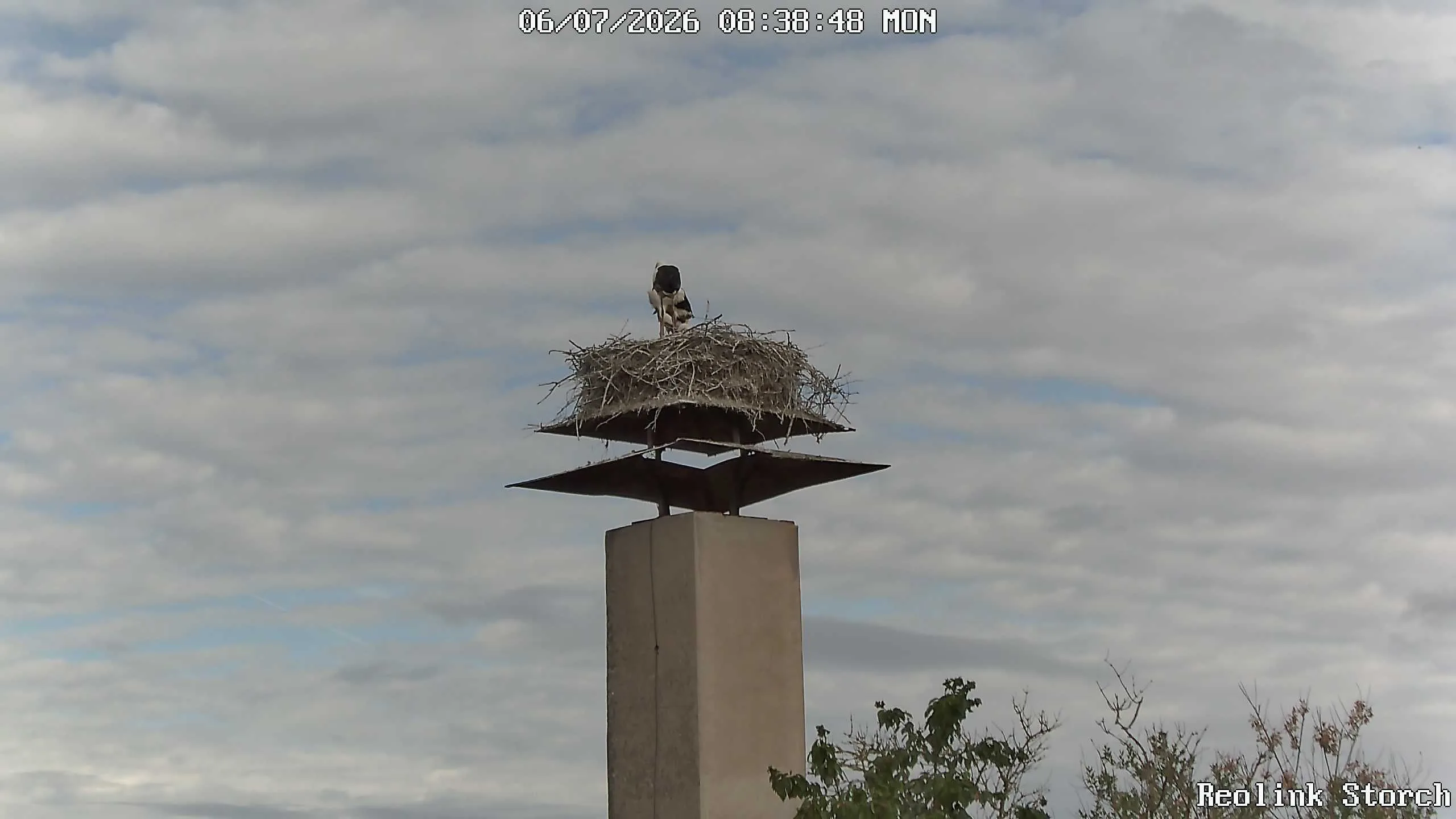 Storchencam Bild