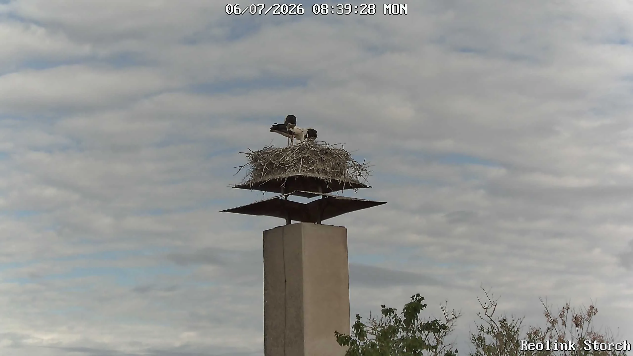 Storchencam Bild