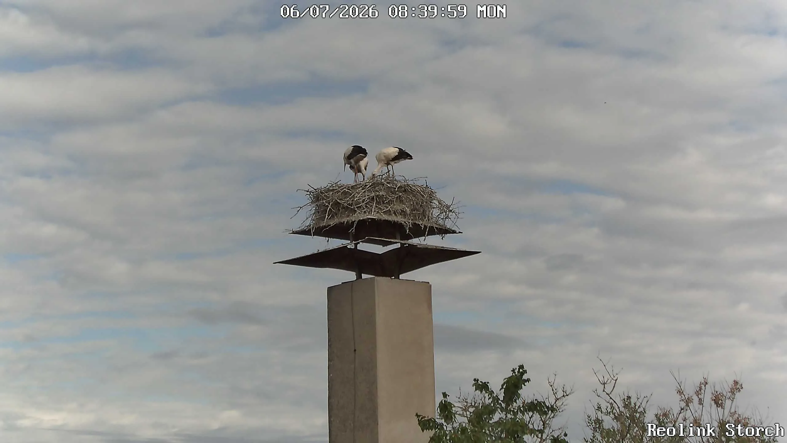 Storchencam Bild