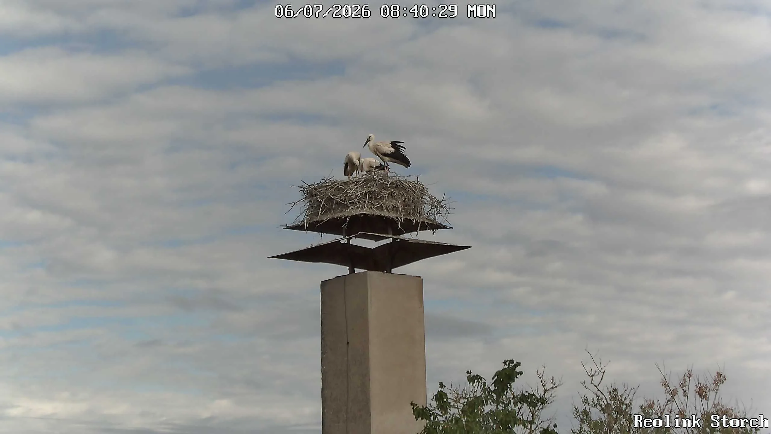 Storchencam Bild