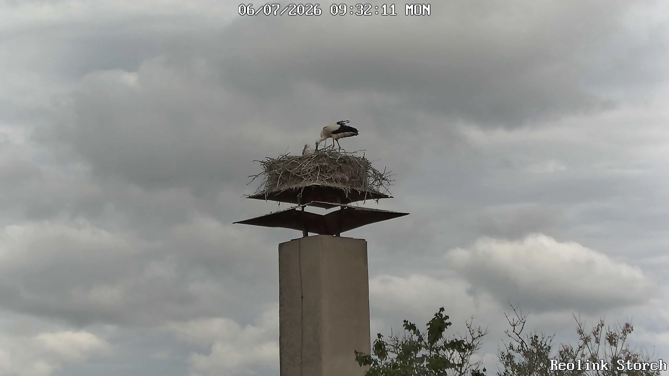 Storchencam Bild