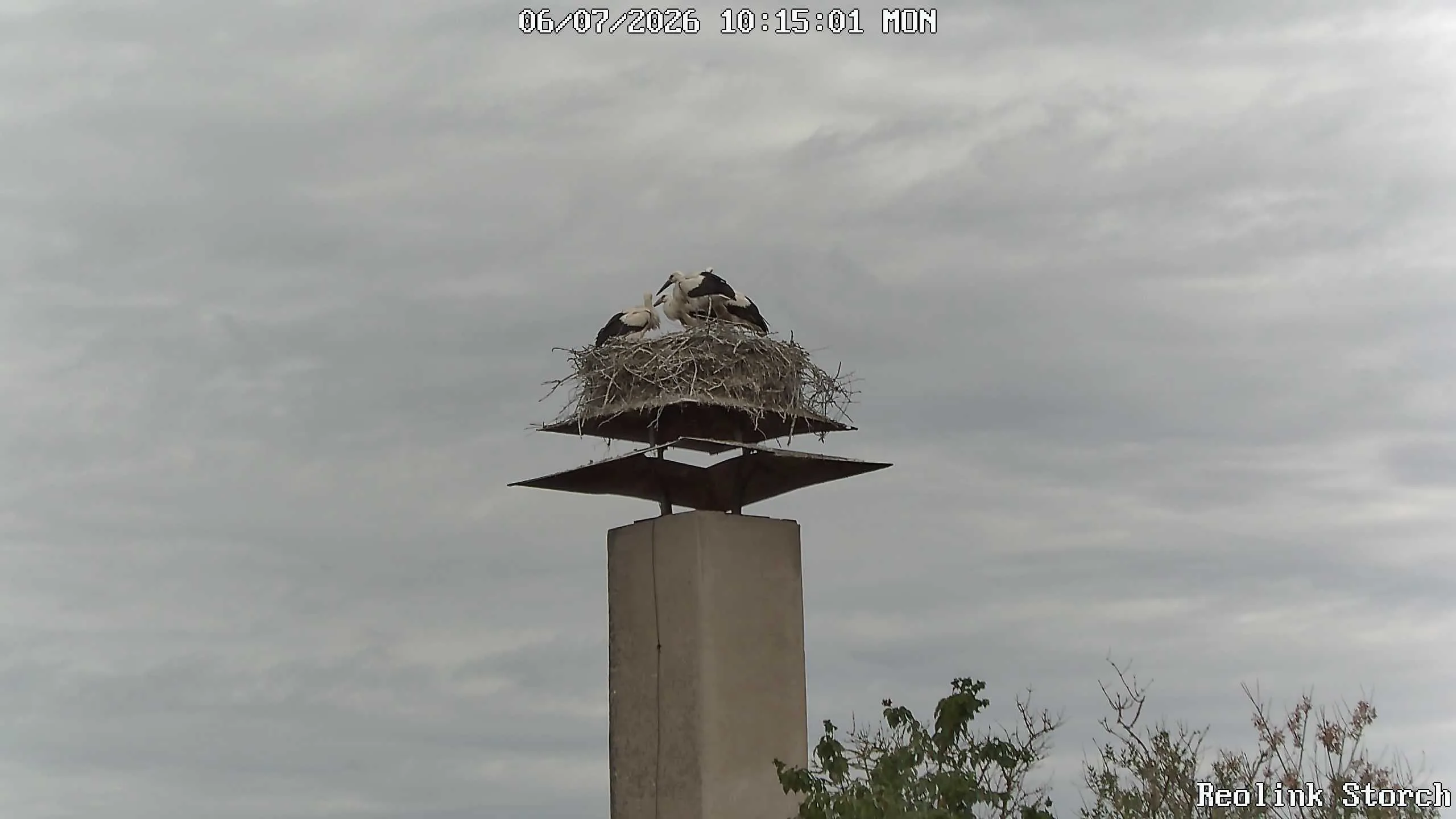 Storchencam Bild