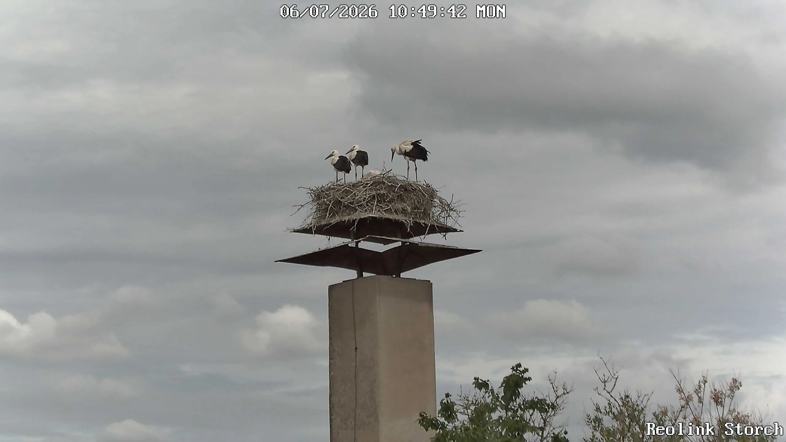 Storchencam Bild