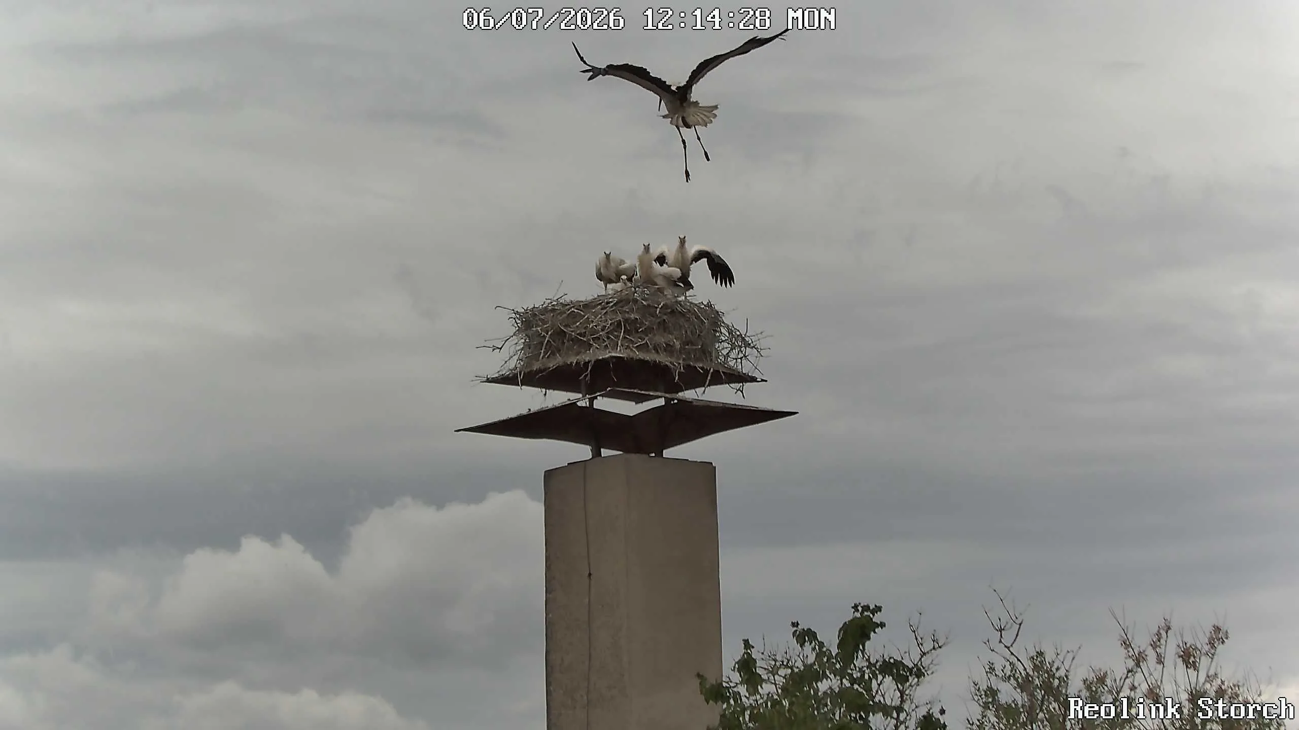 Storchencam Bild