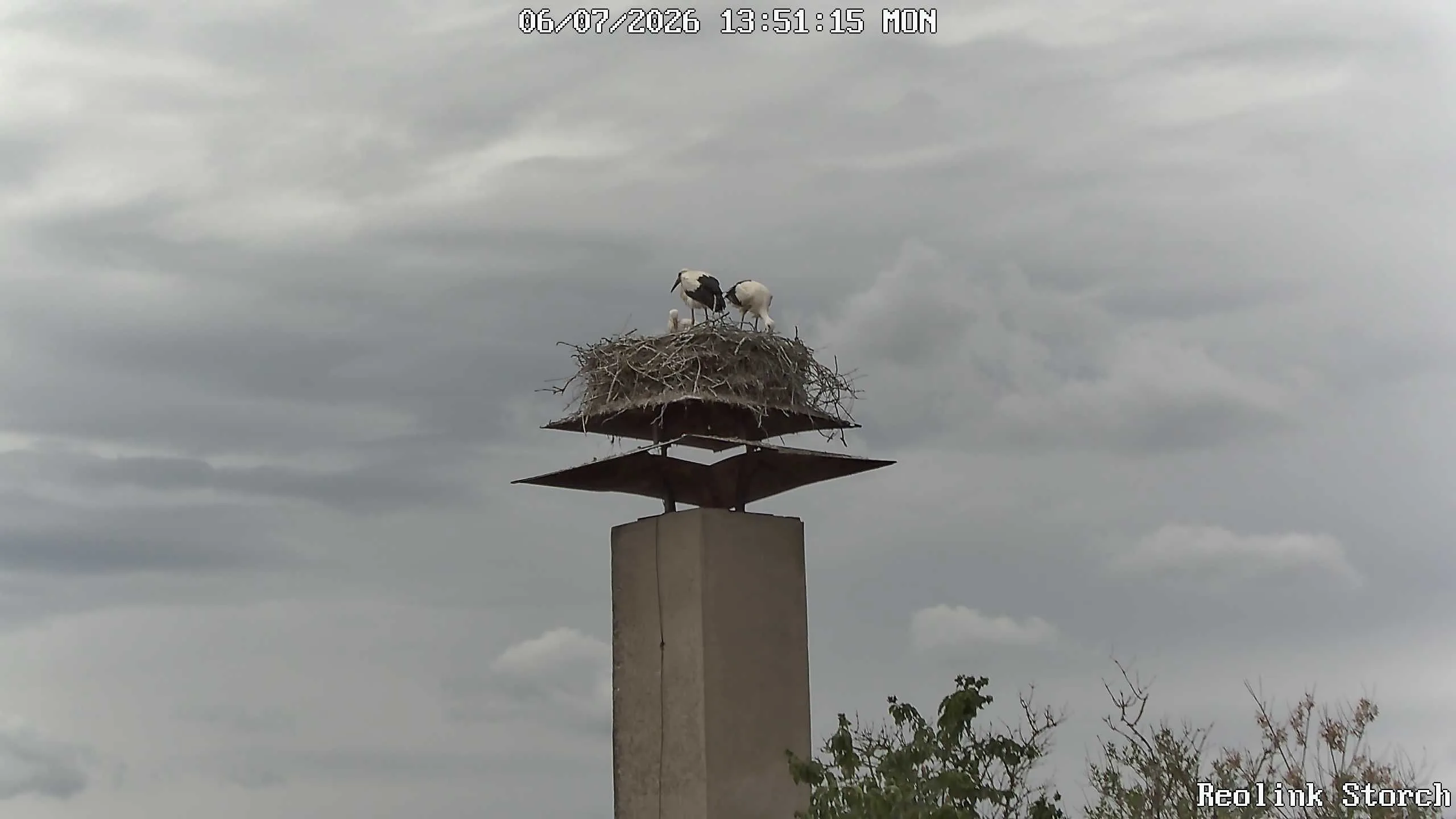 Storchencam Bild
