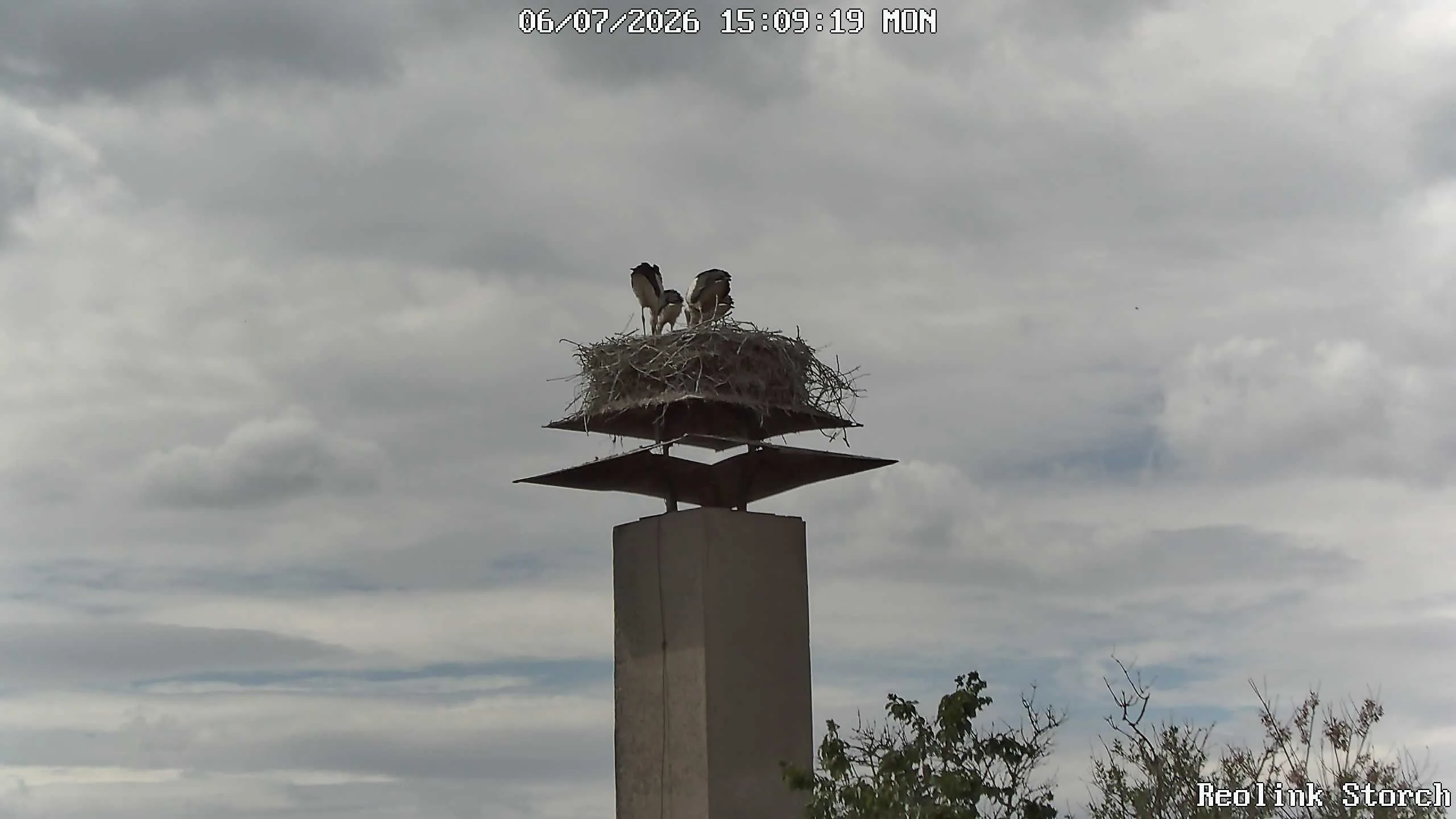 Storchencam Bild