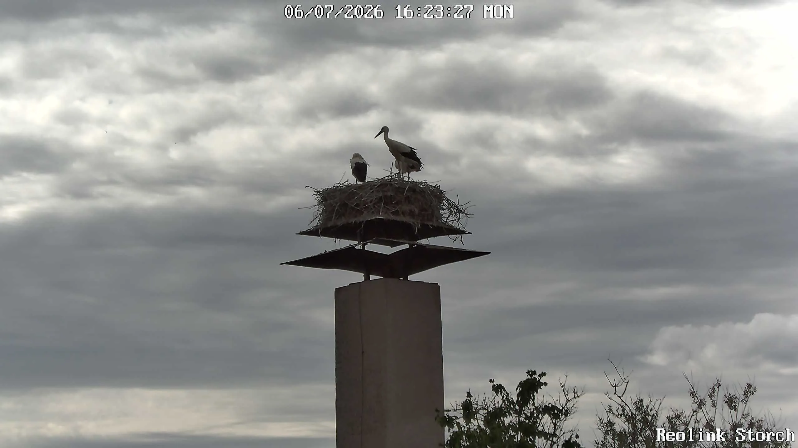 Storchencam Bild