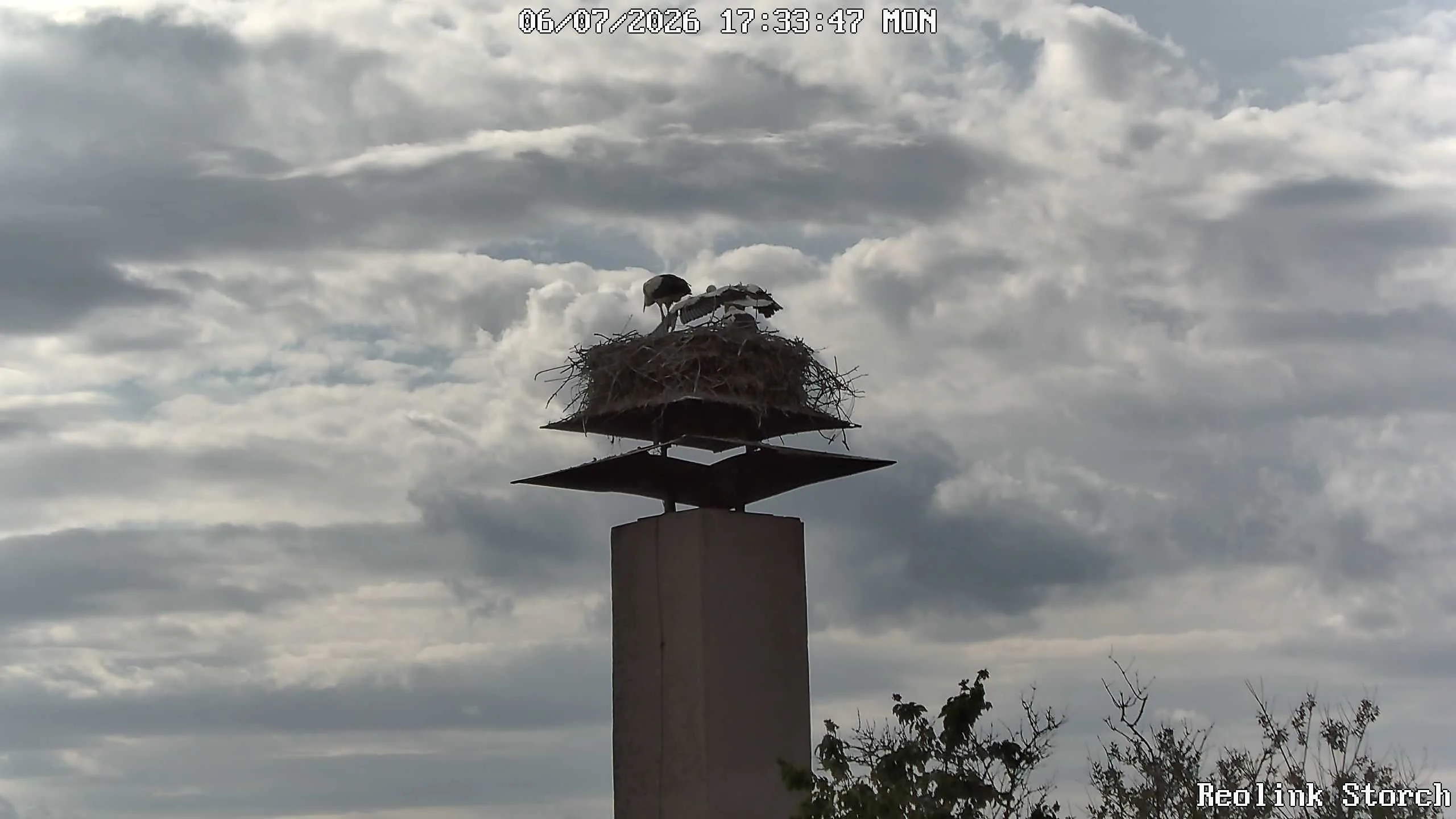 Storchencam Bild