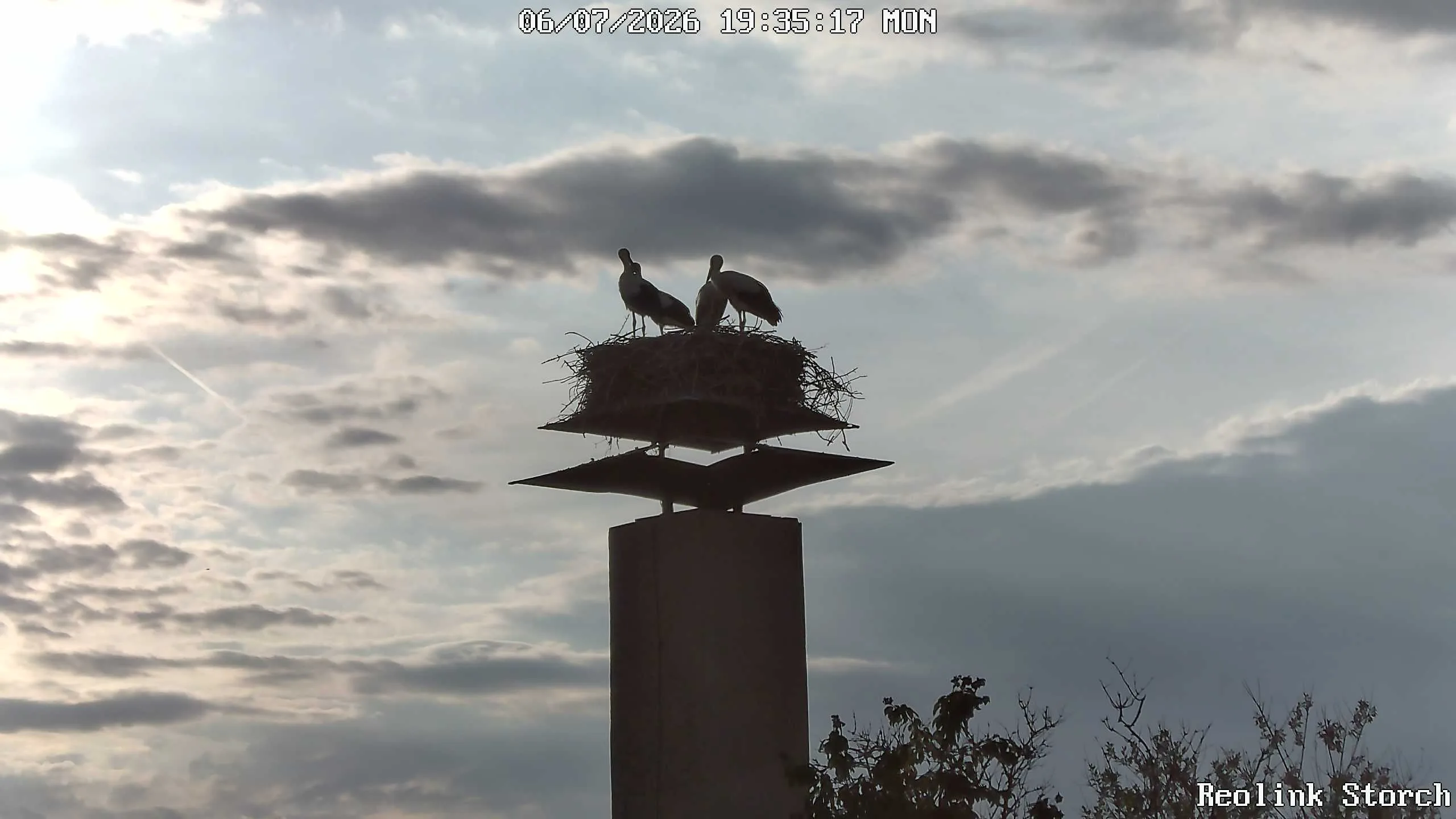 Storchencam Bild