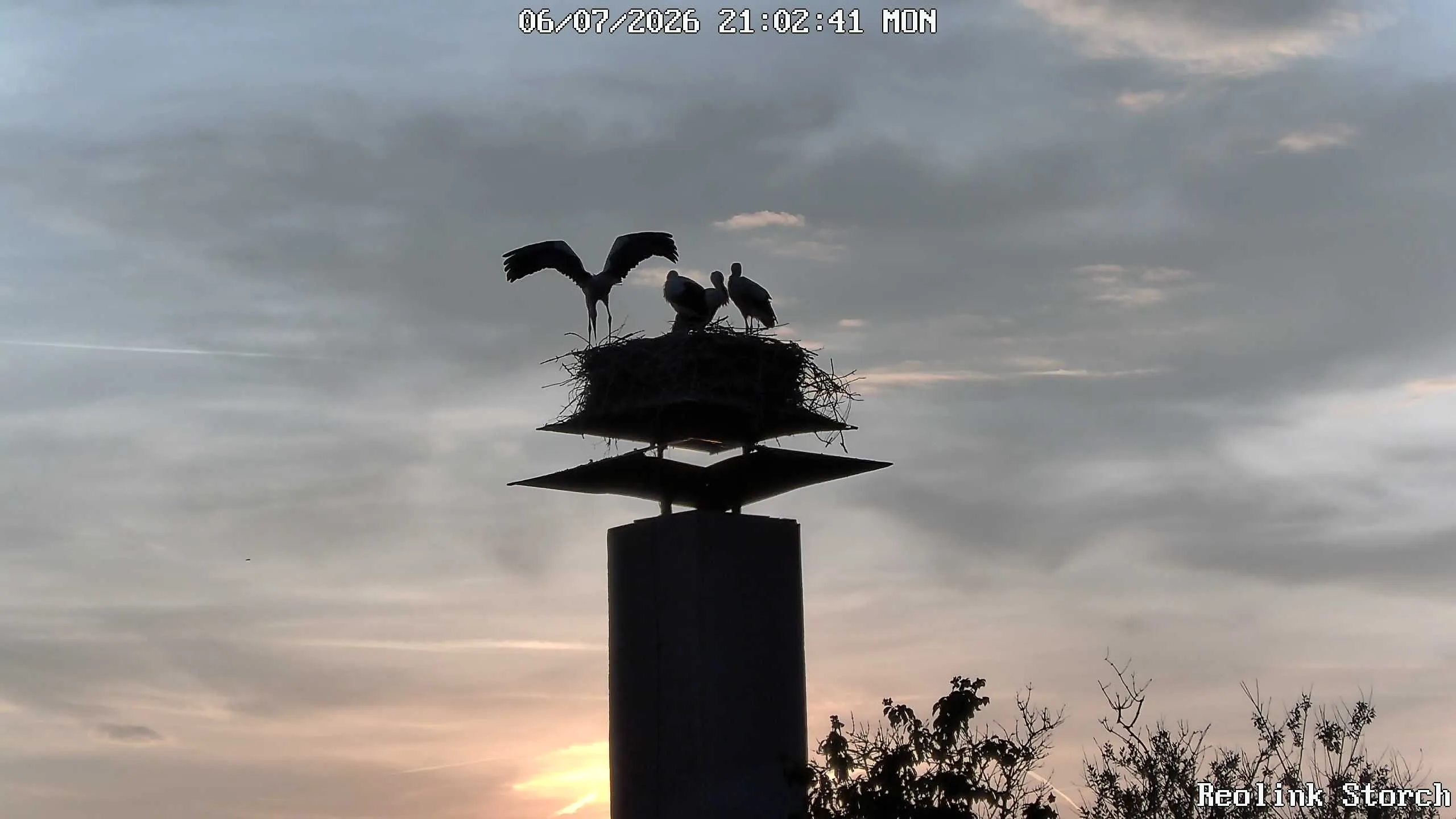 Storchencam Bild