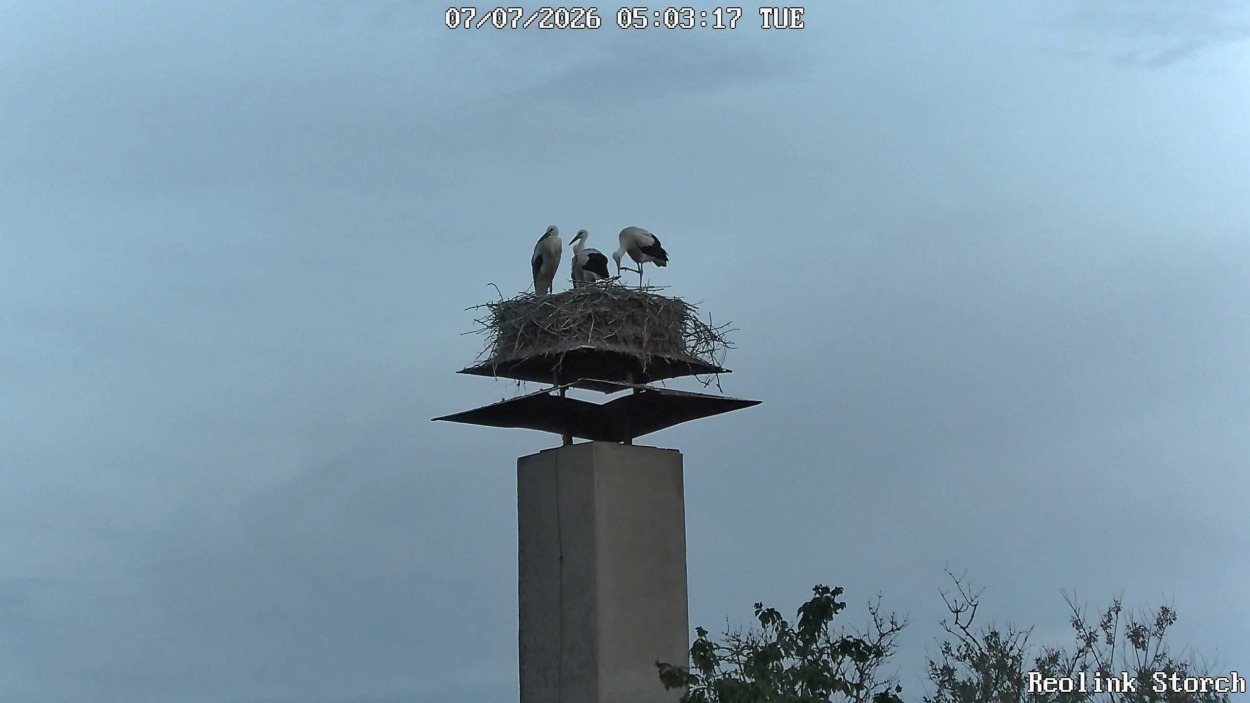 Storchencam Bild