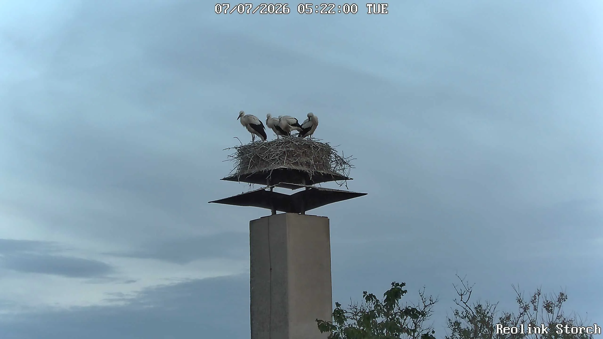 Storchencam Bild