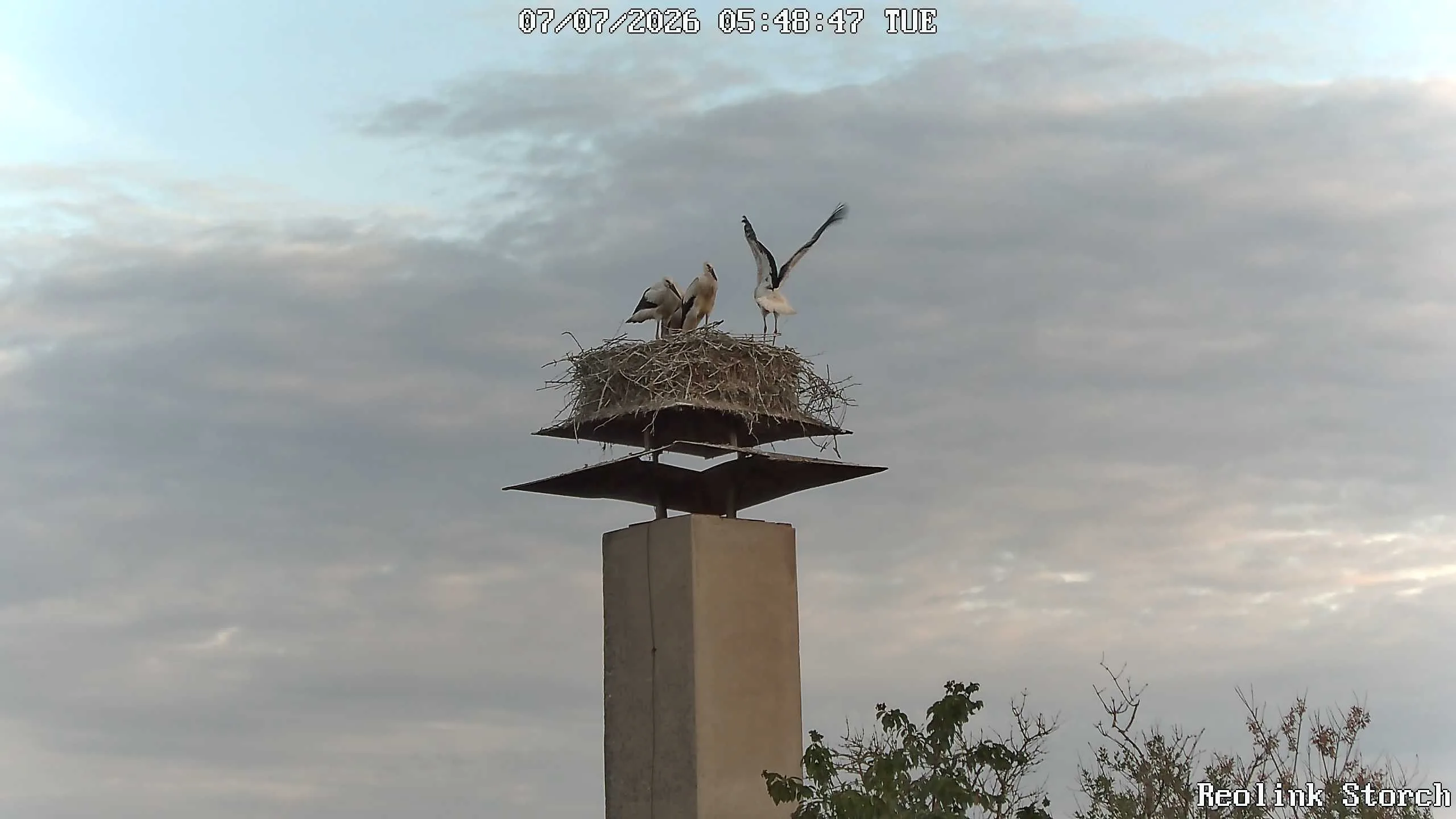Storchencam Bild