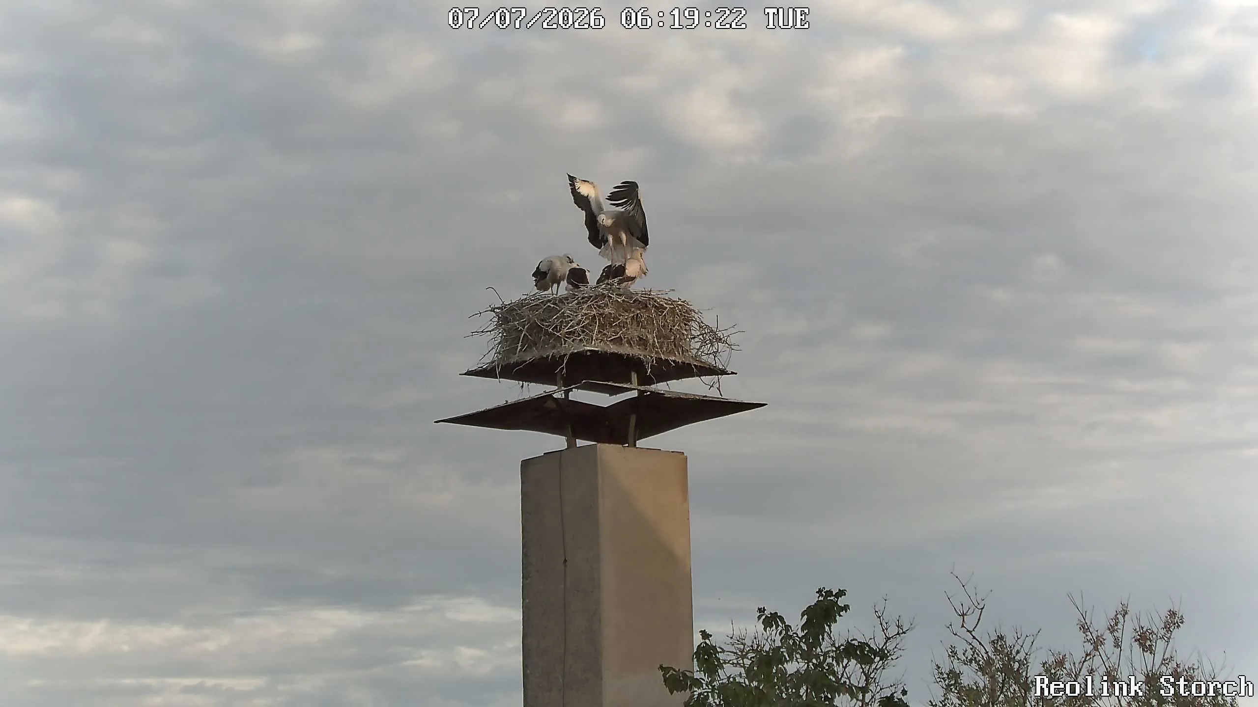 Storchencam Bild