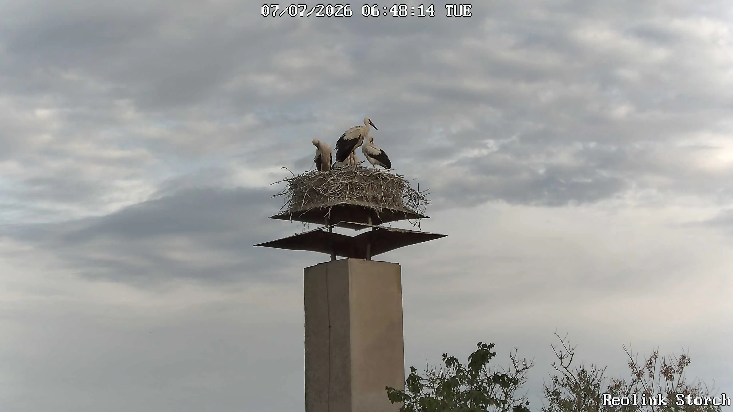 Storchencam Bild