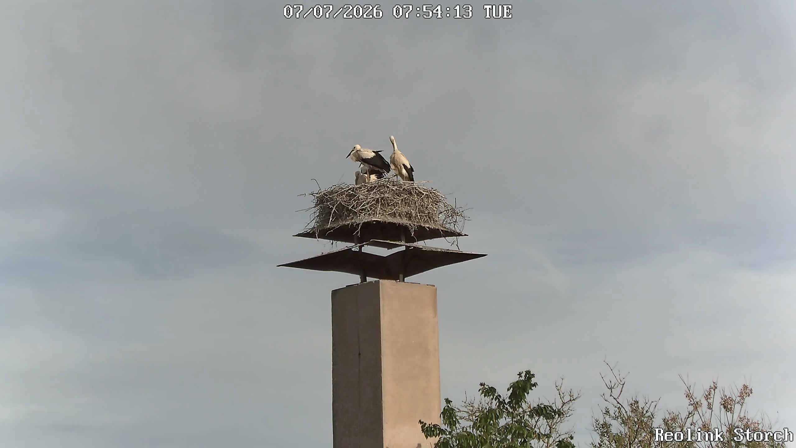Storchencam Bild