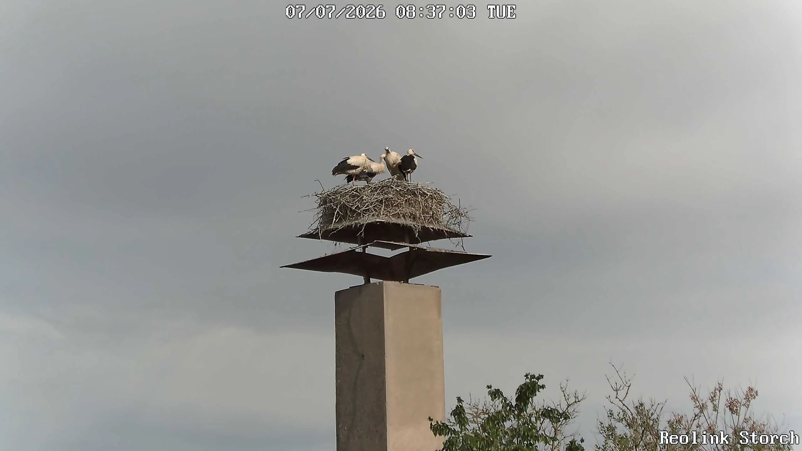 Storchencam Bild