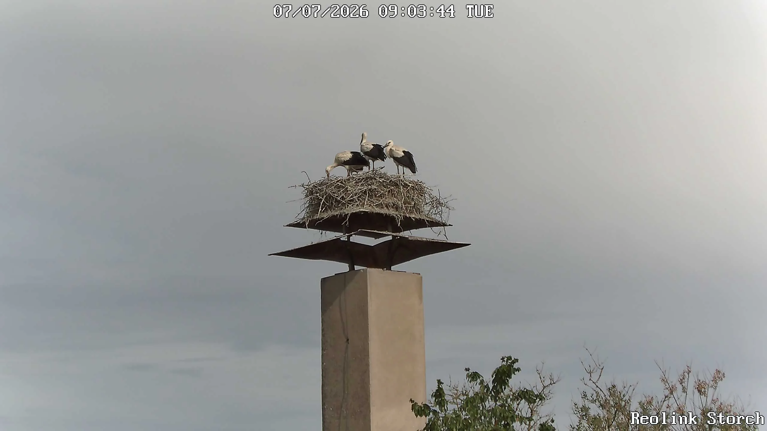 Storchencam Bild