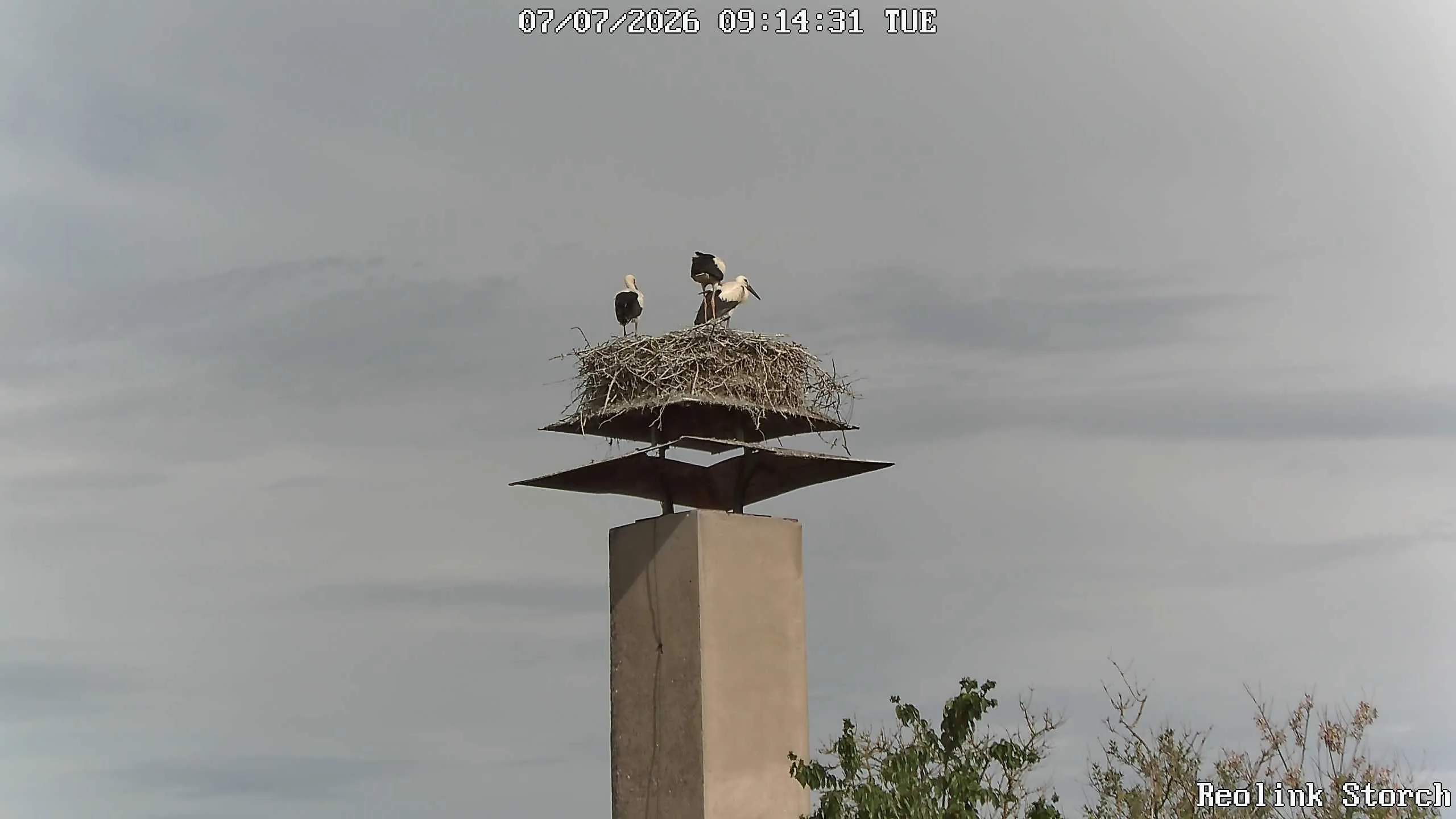 Storchencam Bild