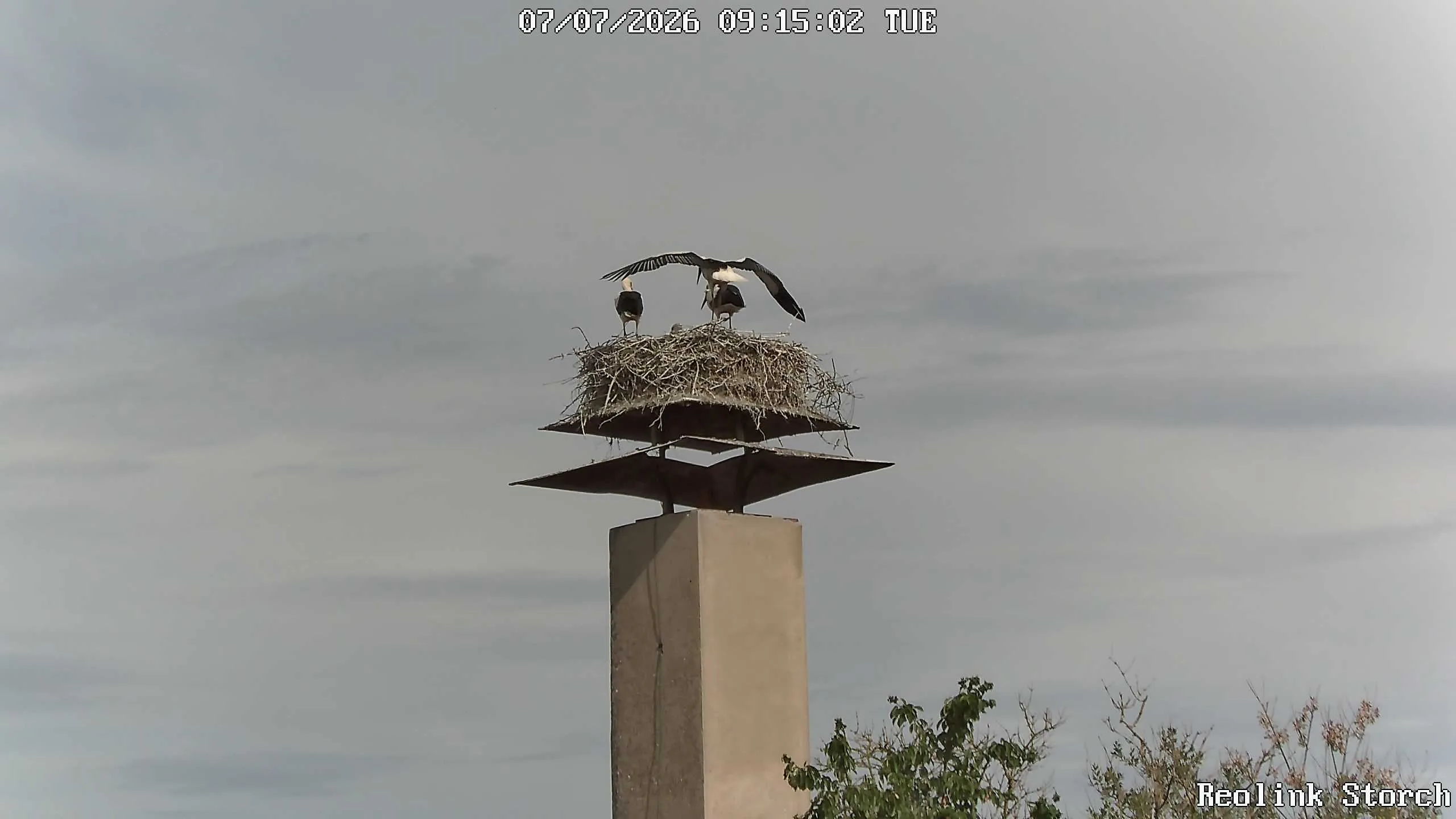 Storchencam Bild