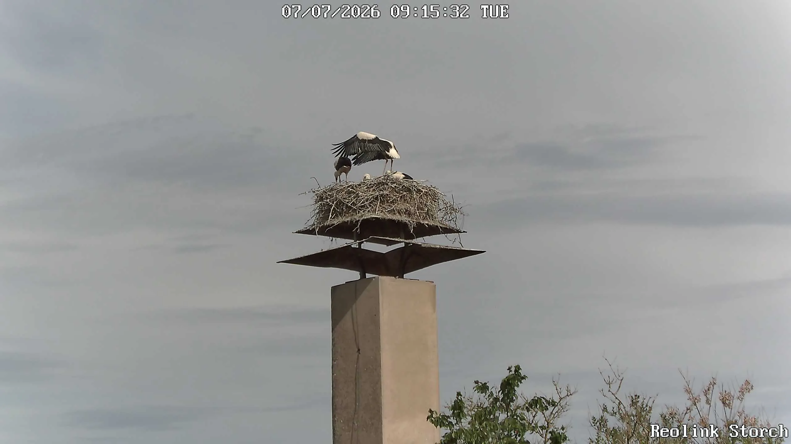 Storchencam Bild