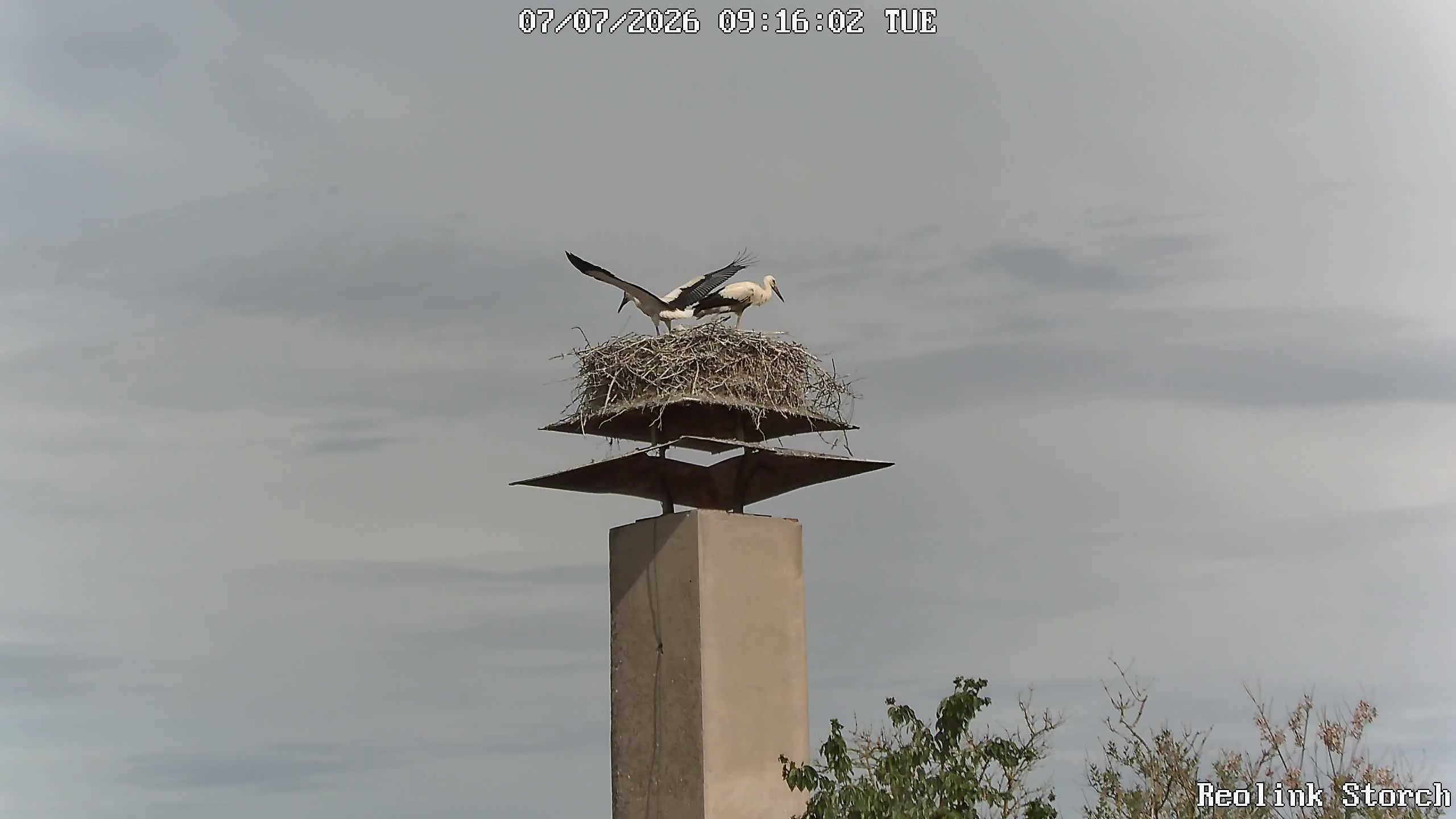Storchencam Bild