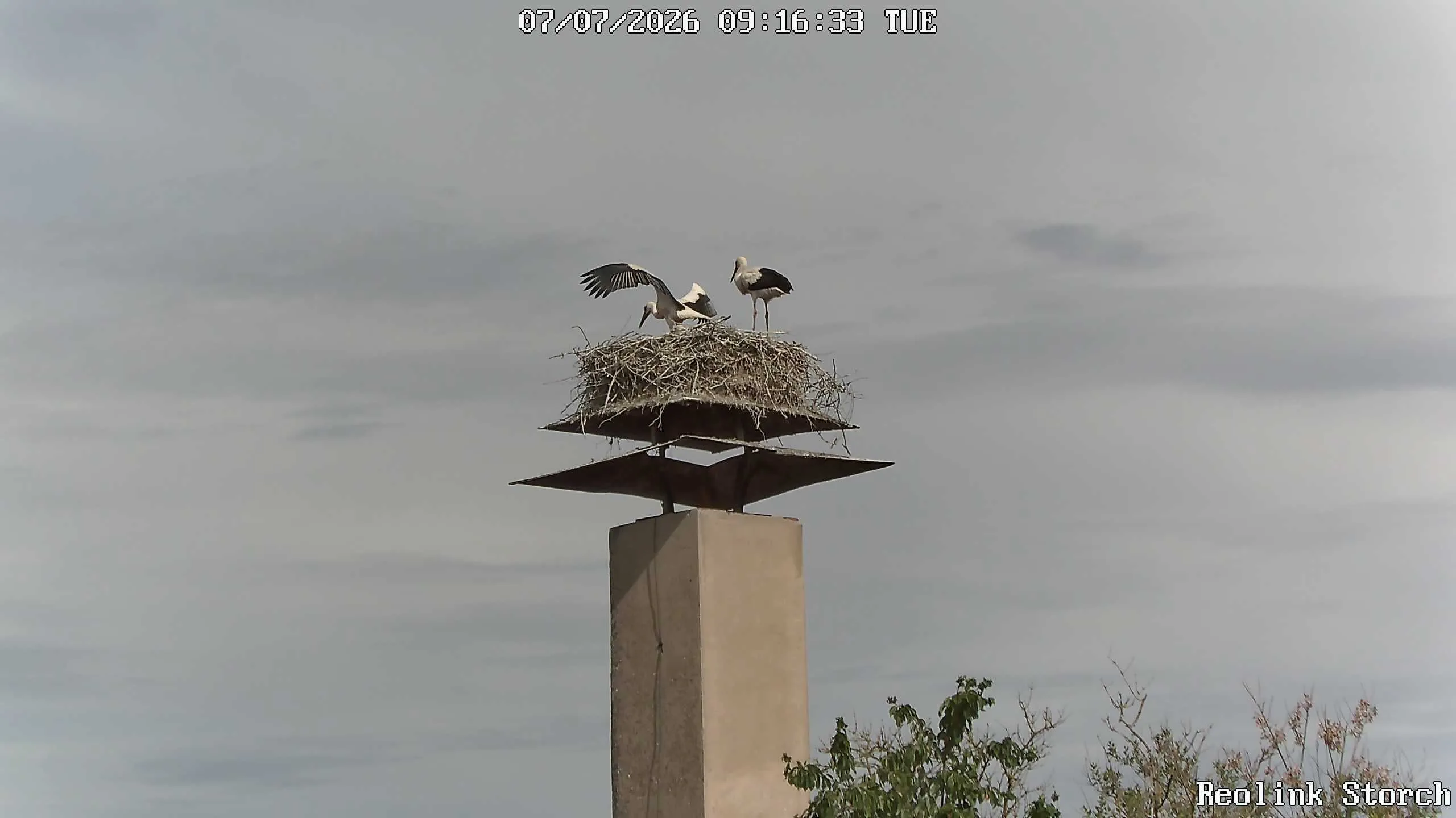 Storchencam Bild