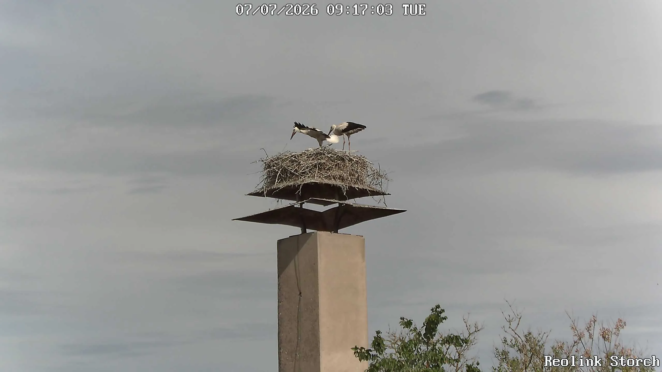 Storchencam Bild