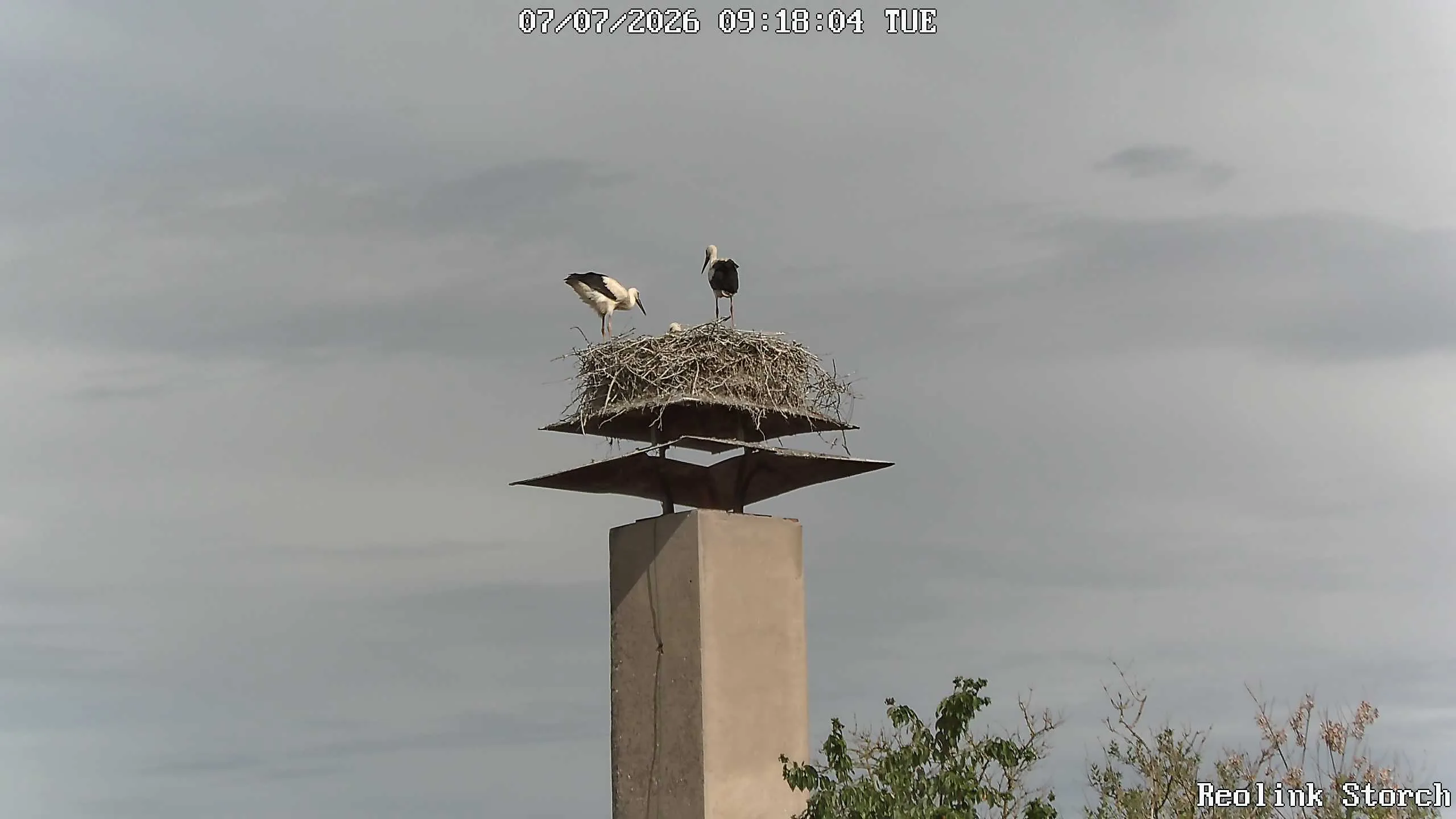 Storchencam Bild