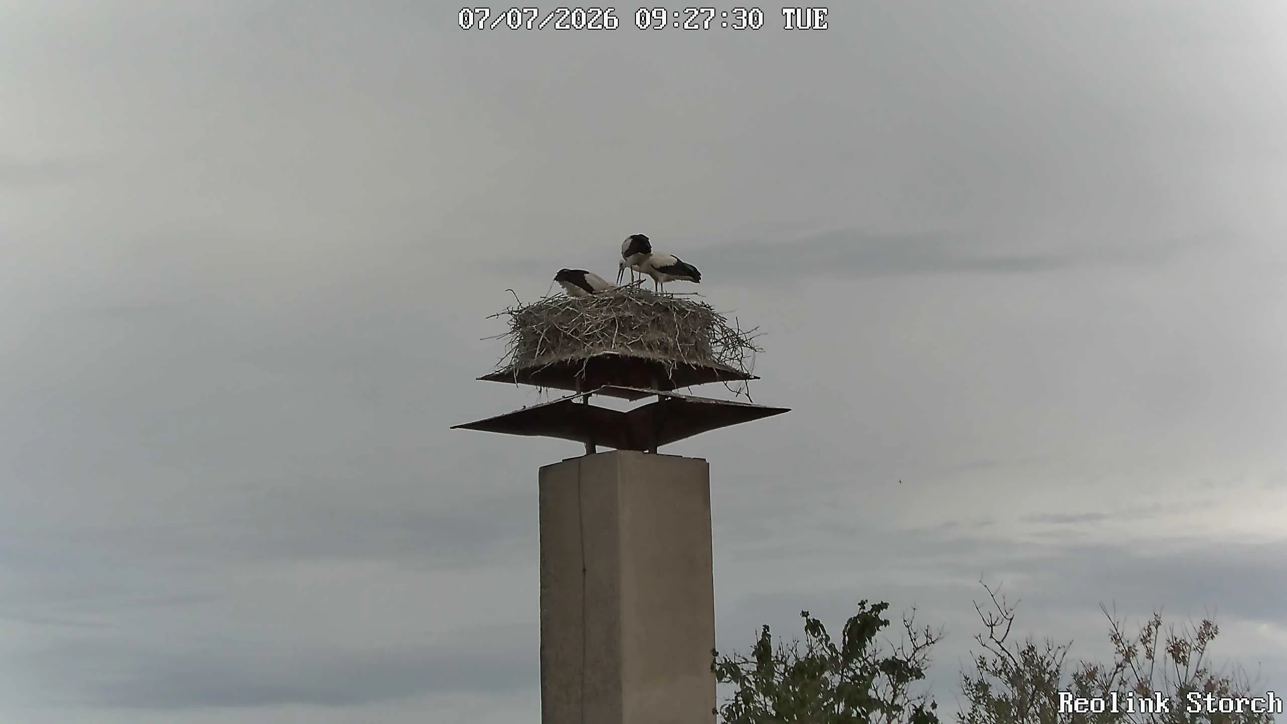 Storchencam Bild