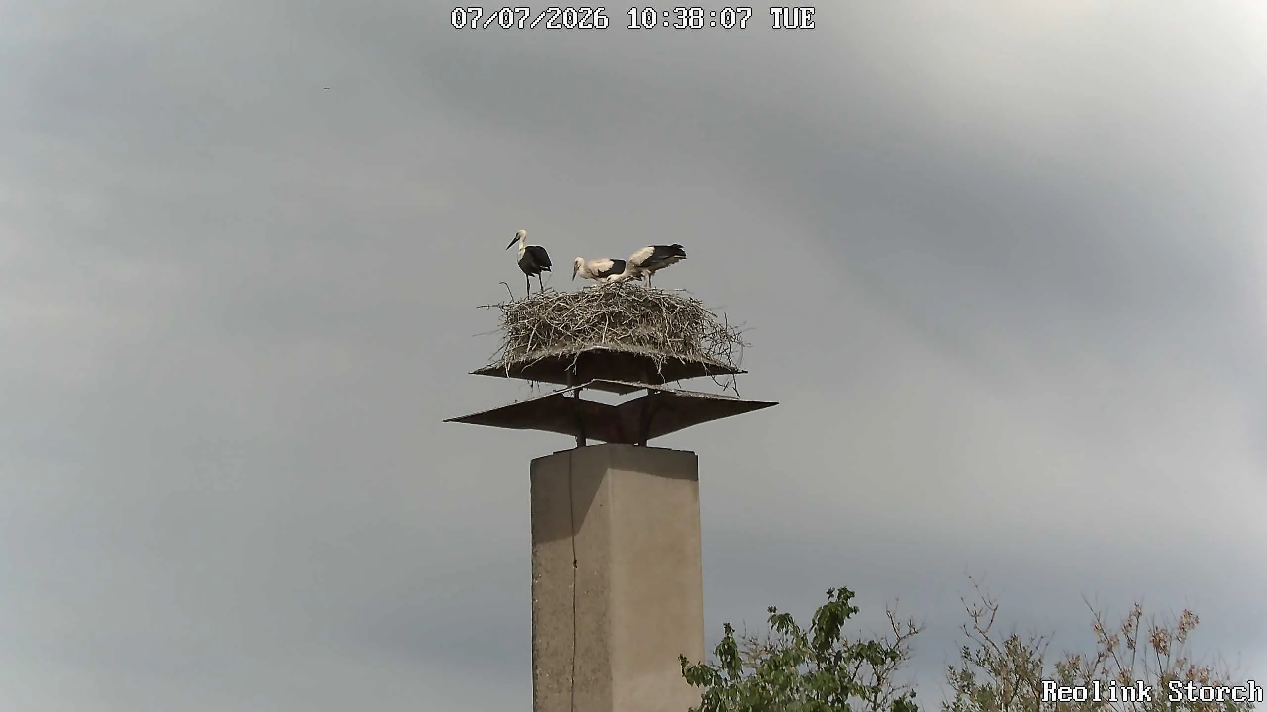 Storchencam Bild