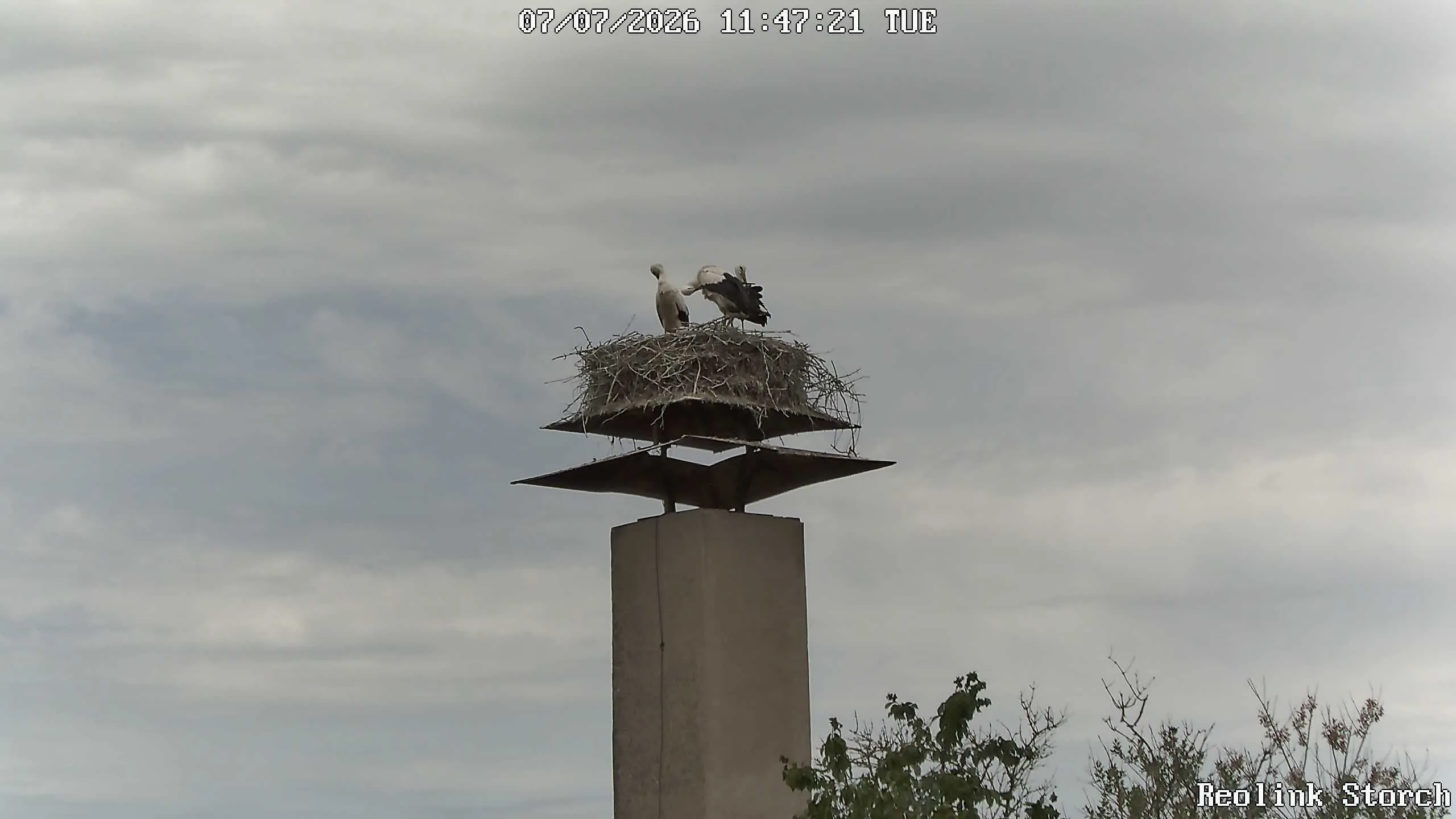 Storchencam Bild