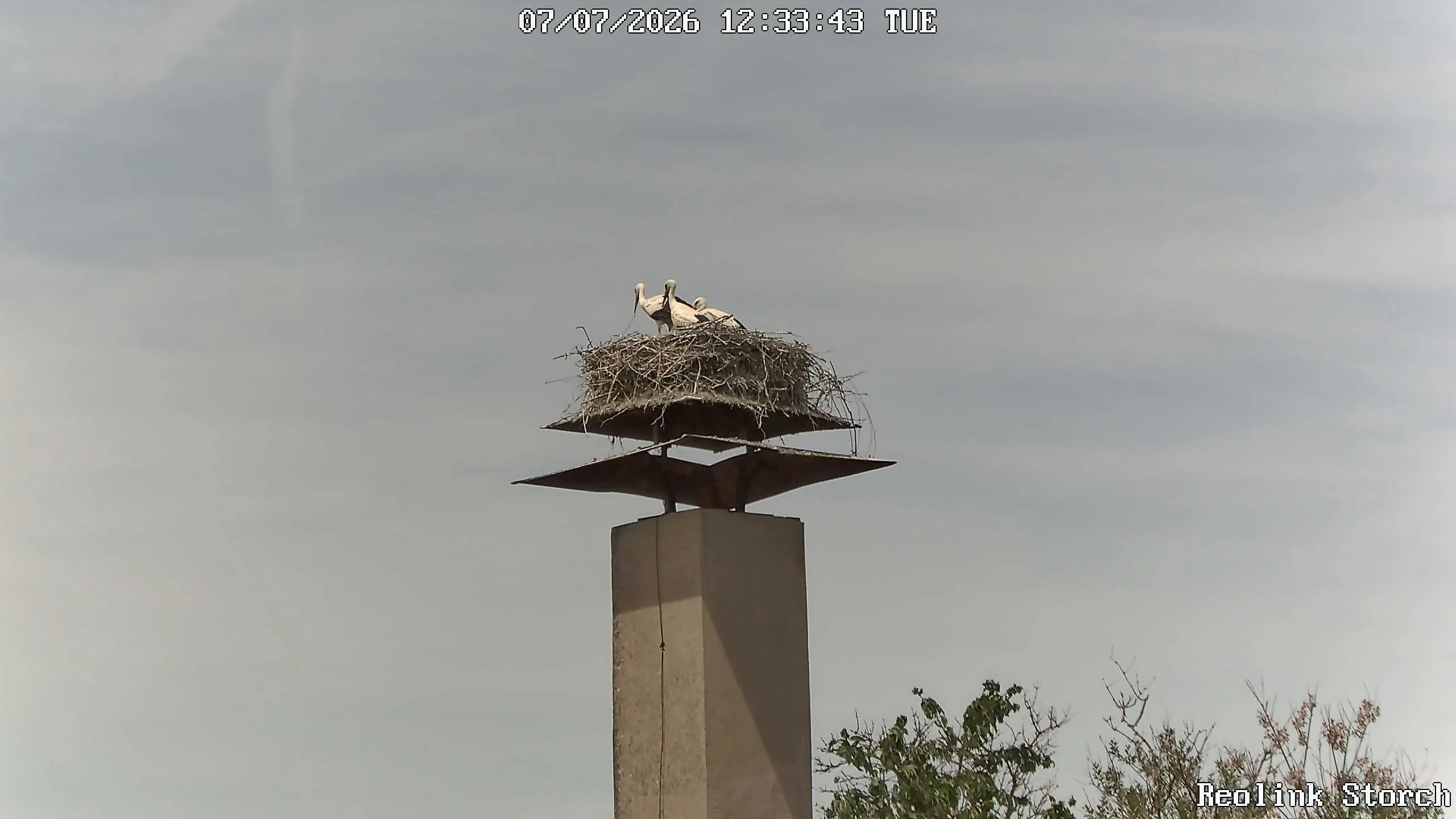 Storchencam Bild
