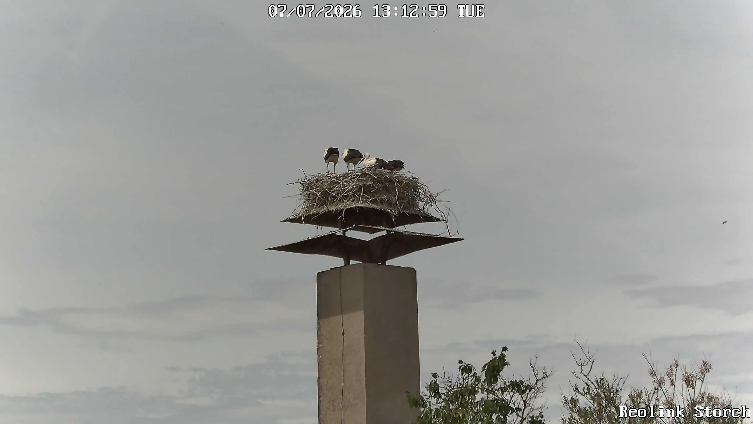 Storchencam Bild