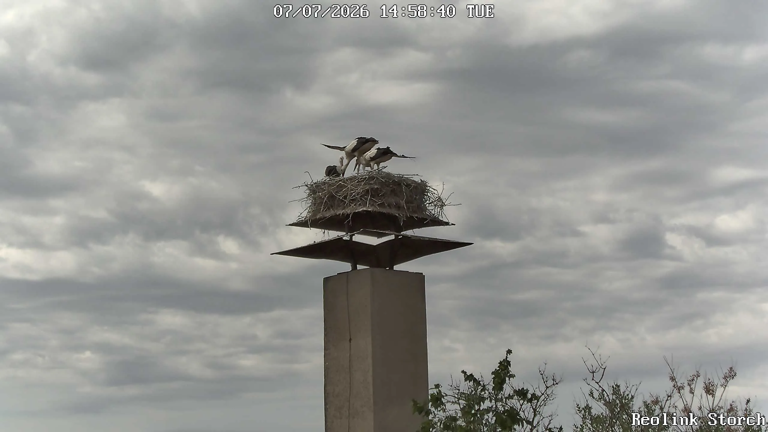 Storchencam Bild