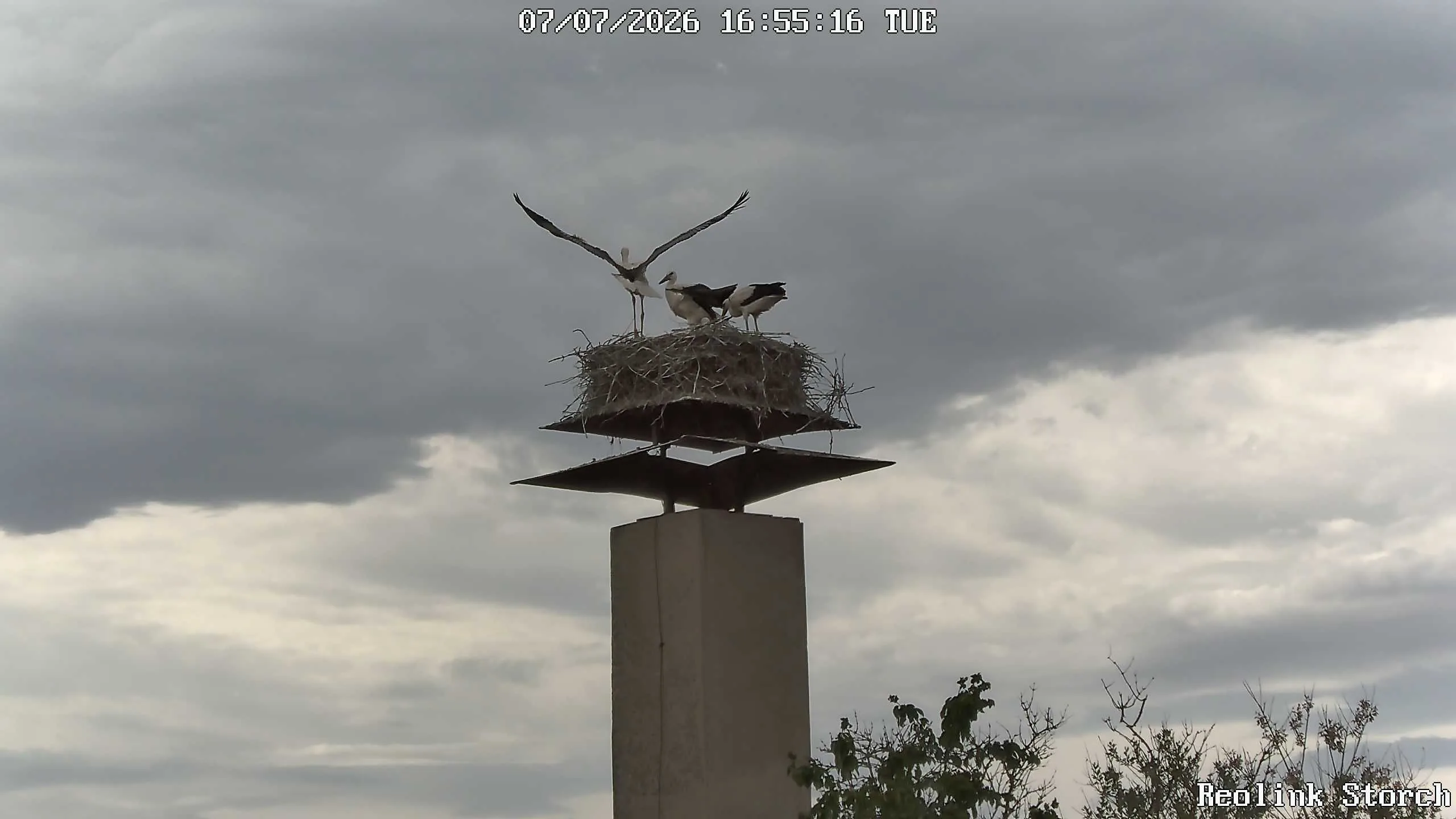 Storchencam Bild