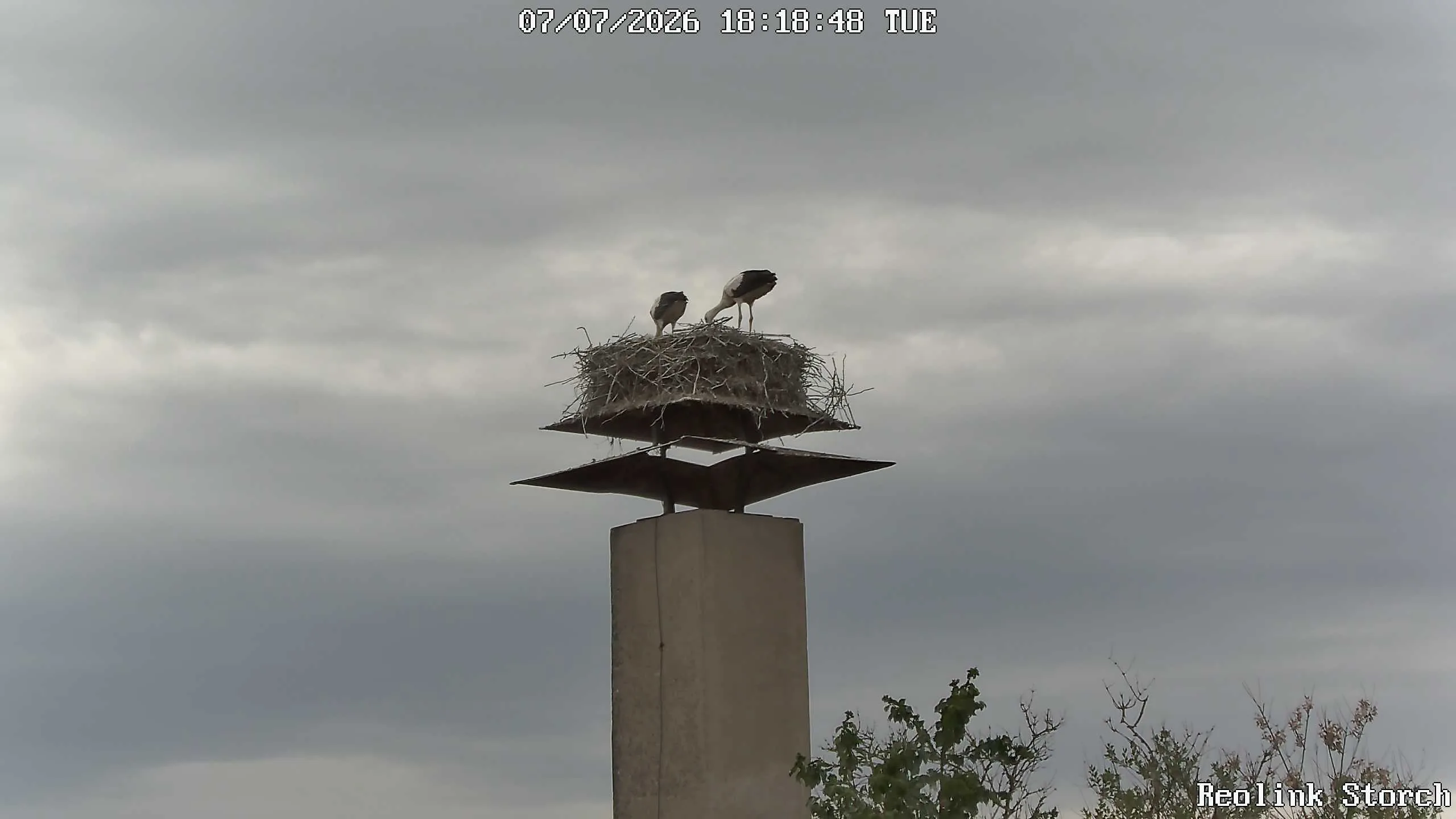 Storchencam Bild
